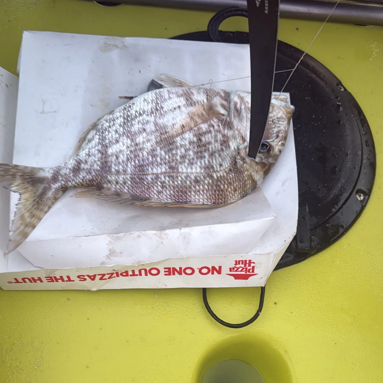 The most recent Whitebone porgy catches on Fishbrain