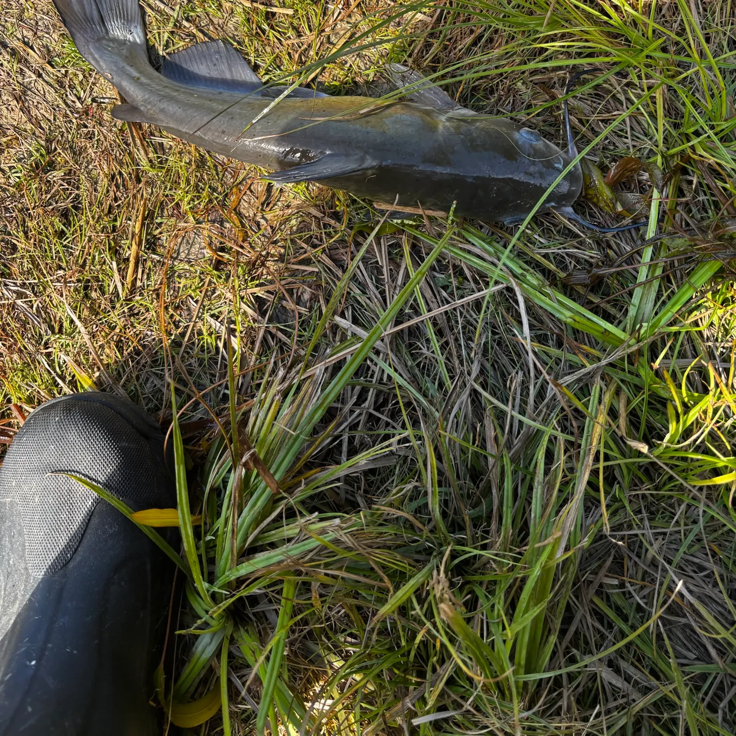 Channel catfish caught on Fishbrain