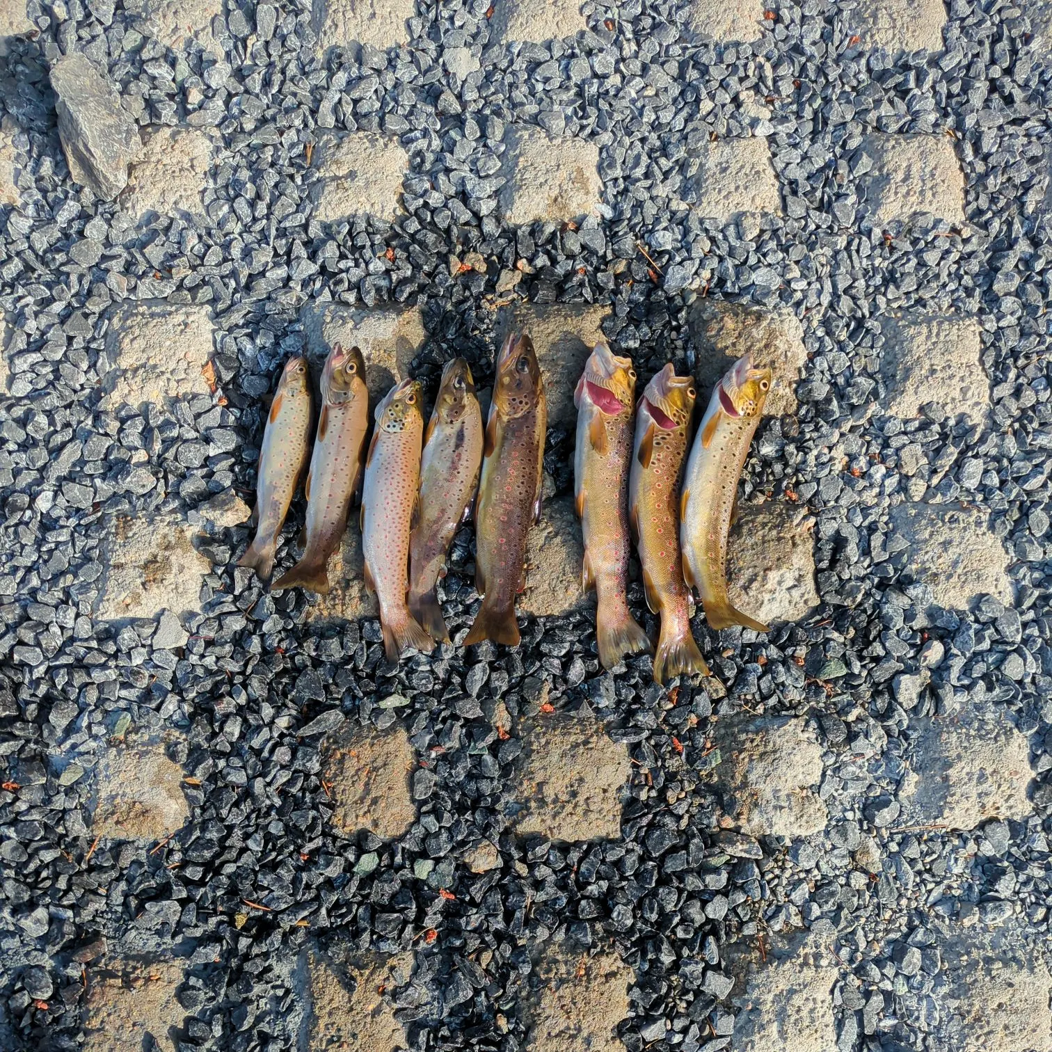 recently logged catches