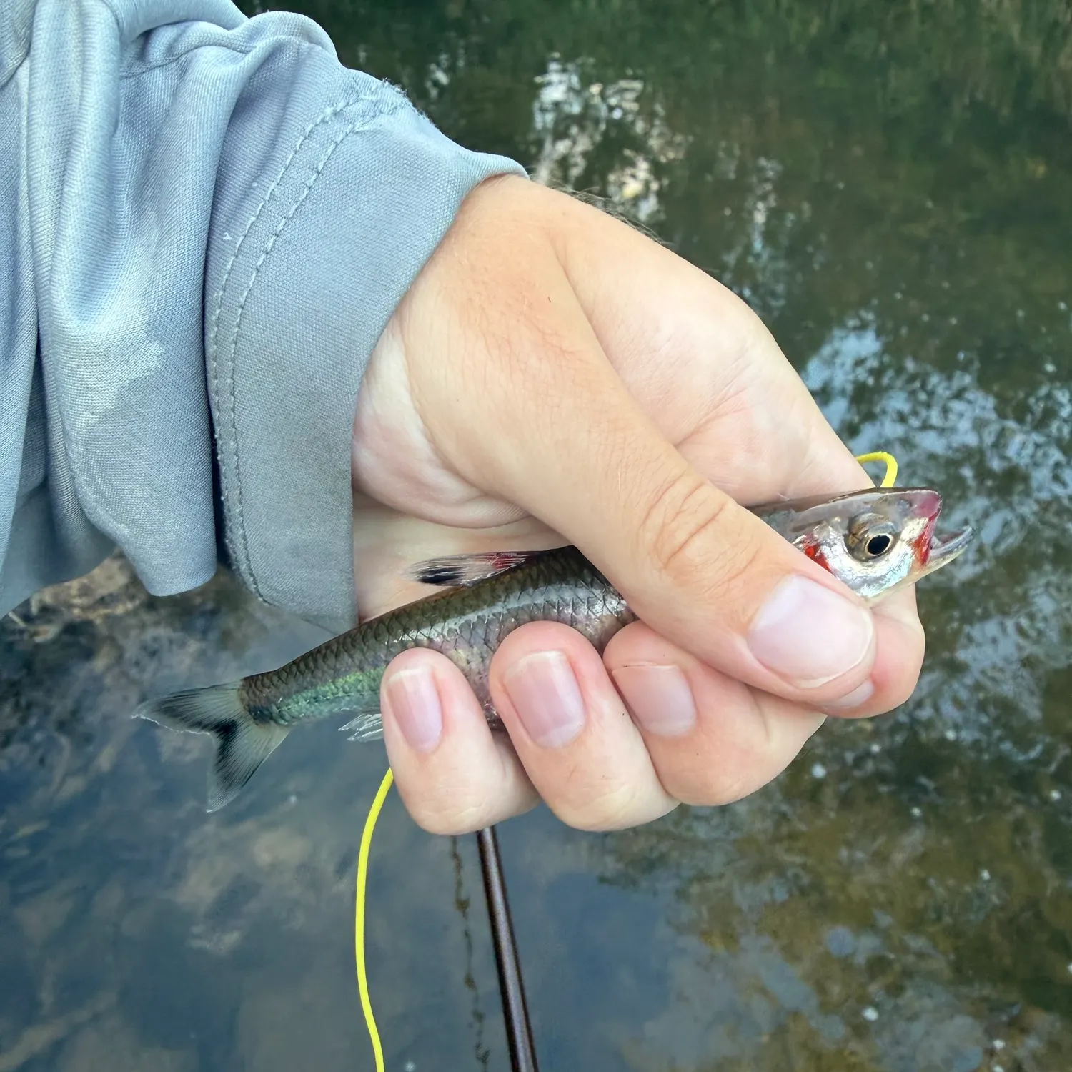 Warpaint shiner caught on Fishbrain