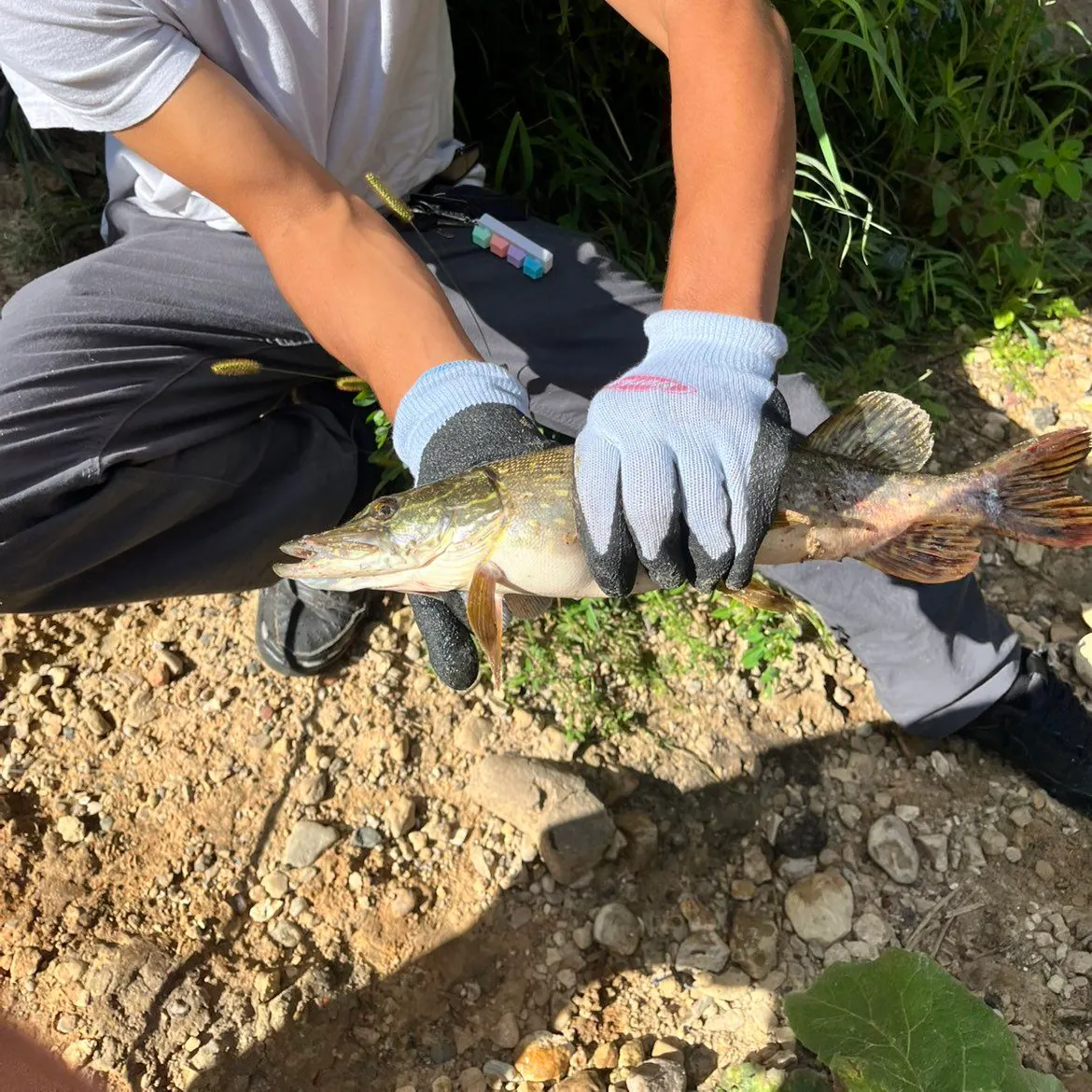 Northern pike caught on Fishbrain