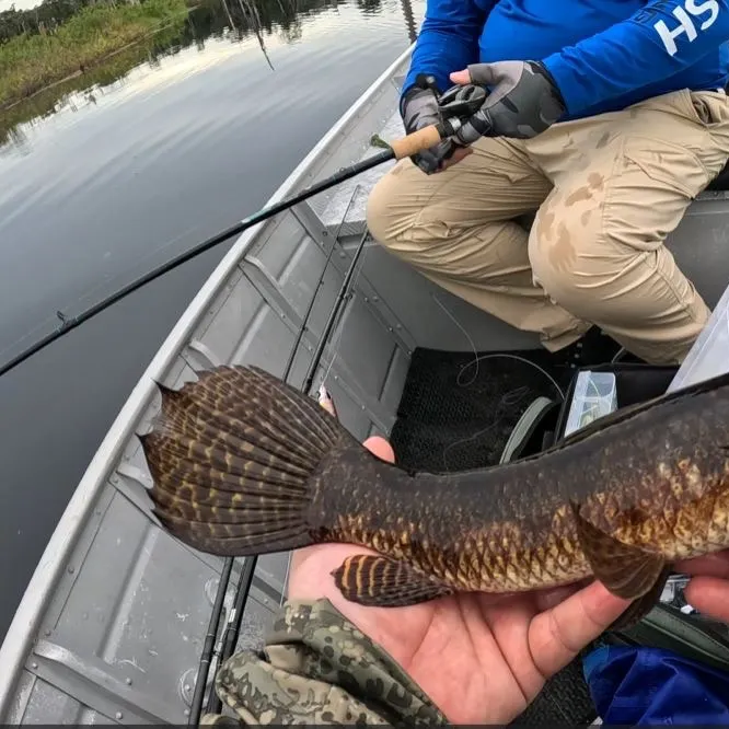 The most recent Trahira catches on Fishbrain
