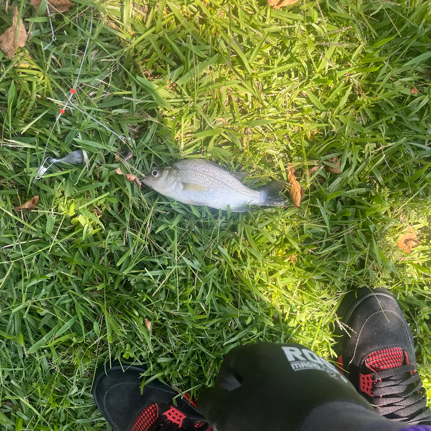 White perch caught on Fishbrain