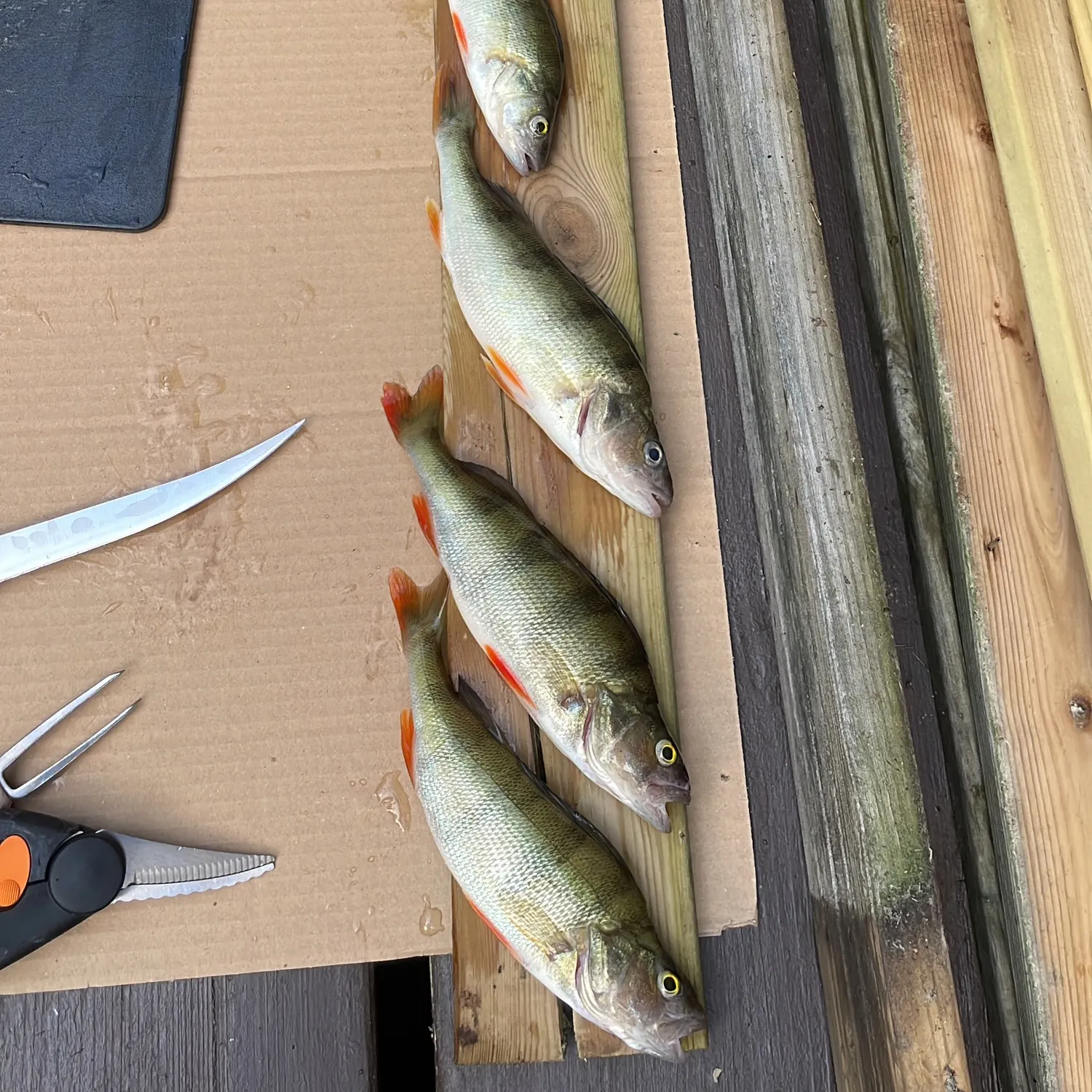recently logged catches