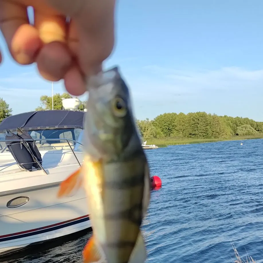 European perch caught on Fishbrain