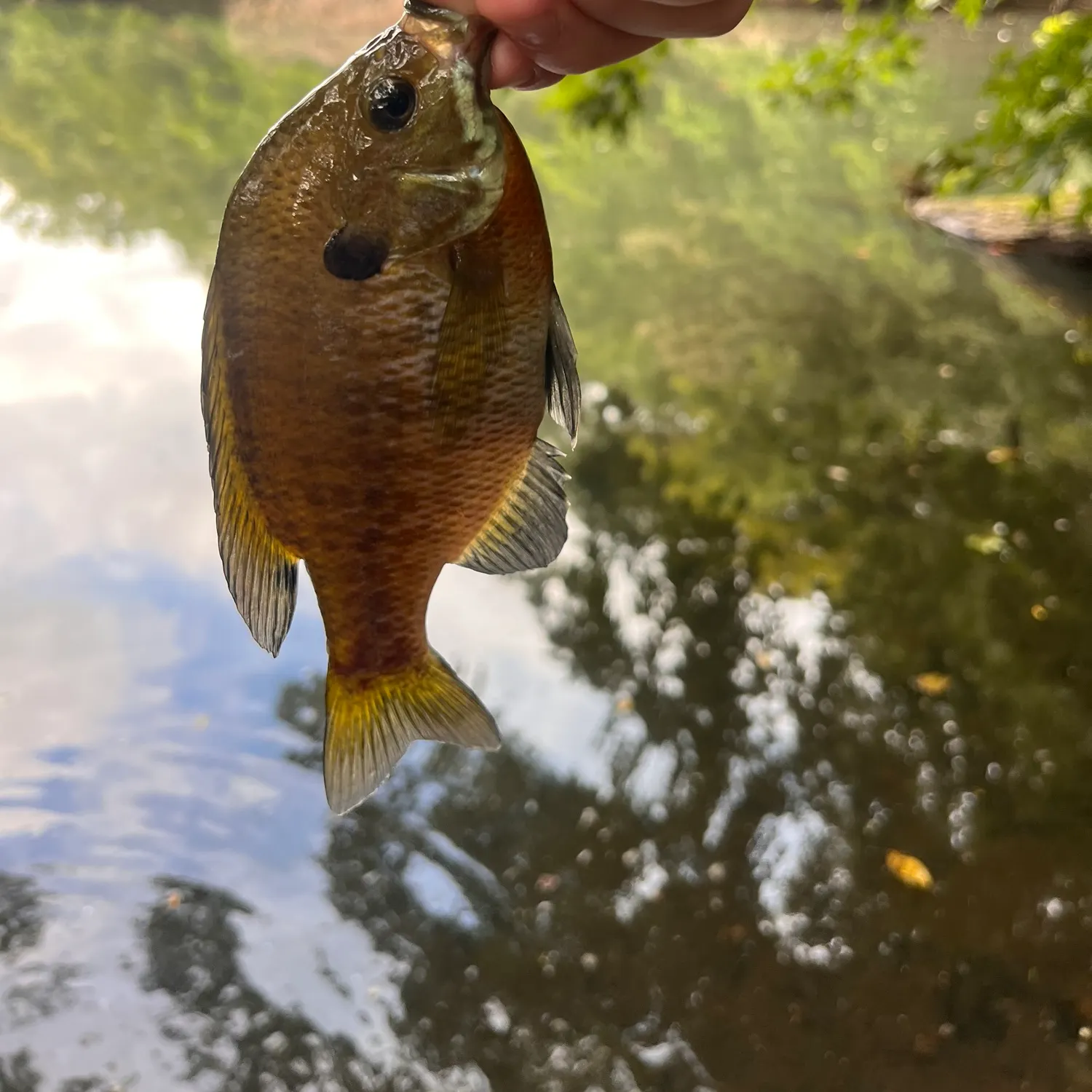 Bluegill caught on Fishbrain