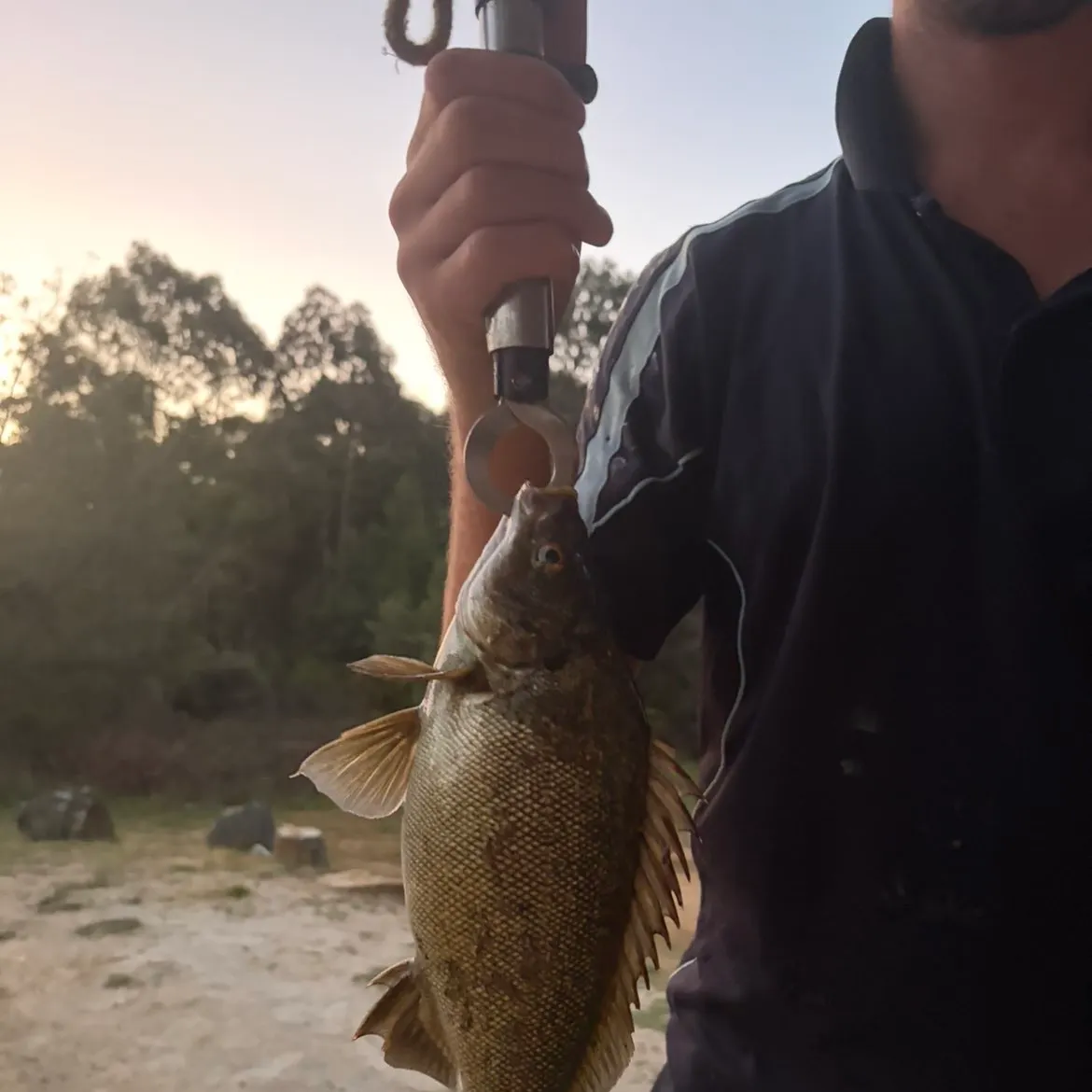 The most recent Australian bass catches on Fishbrain