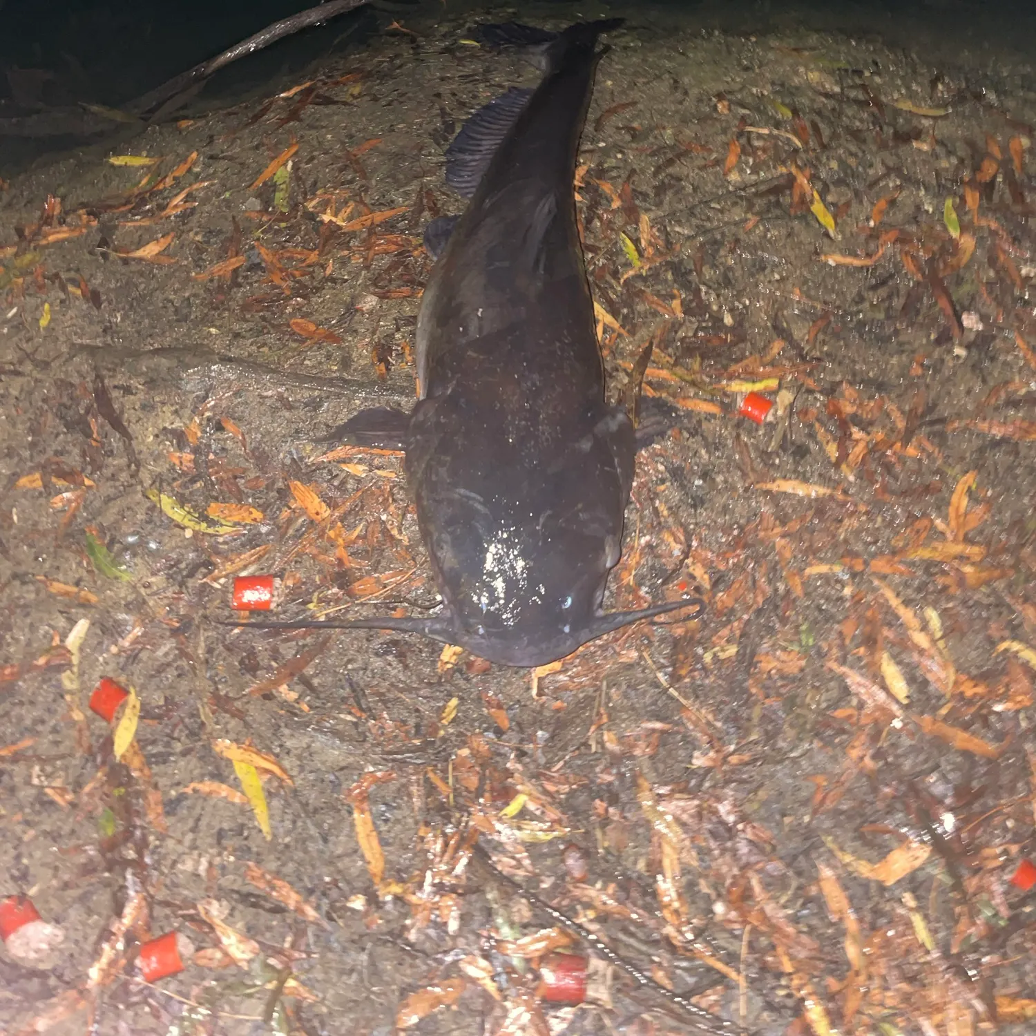 Channel catfish caught on Fishbrain
