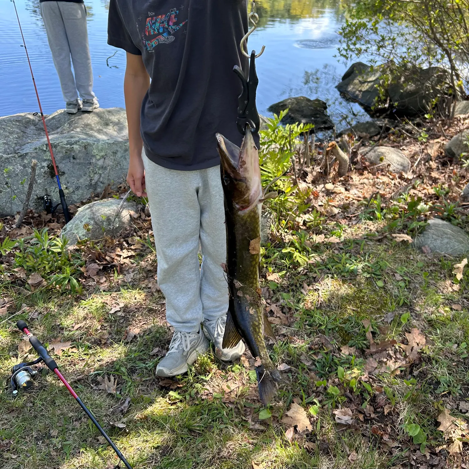 Chain pickerel caught on Fishbrain
