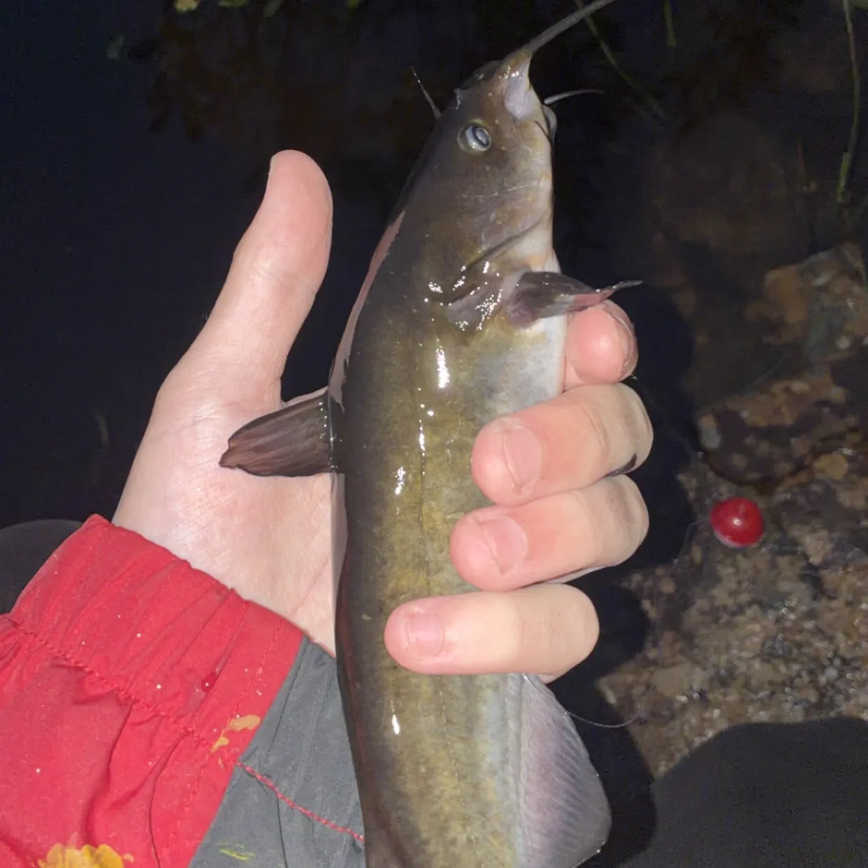Brown bullhead caught on Fishbrain