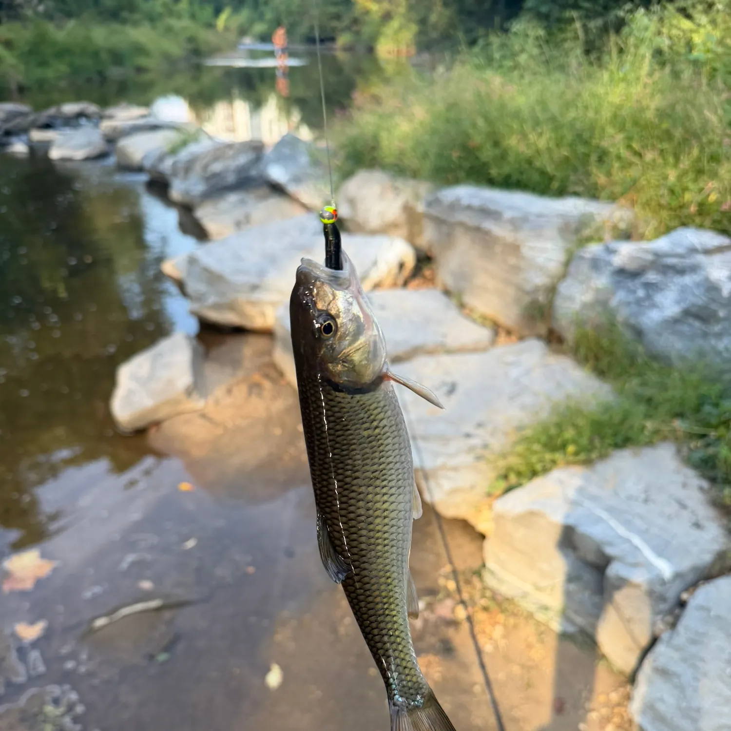 Fallfish caught on Fishbrain