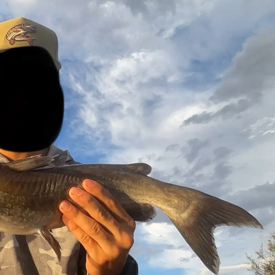 Channel catfish caught on Fishbrain