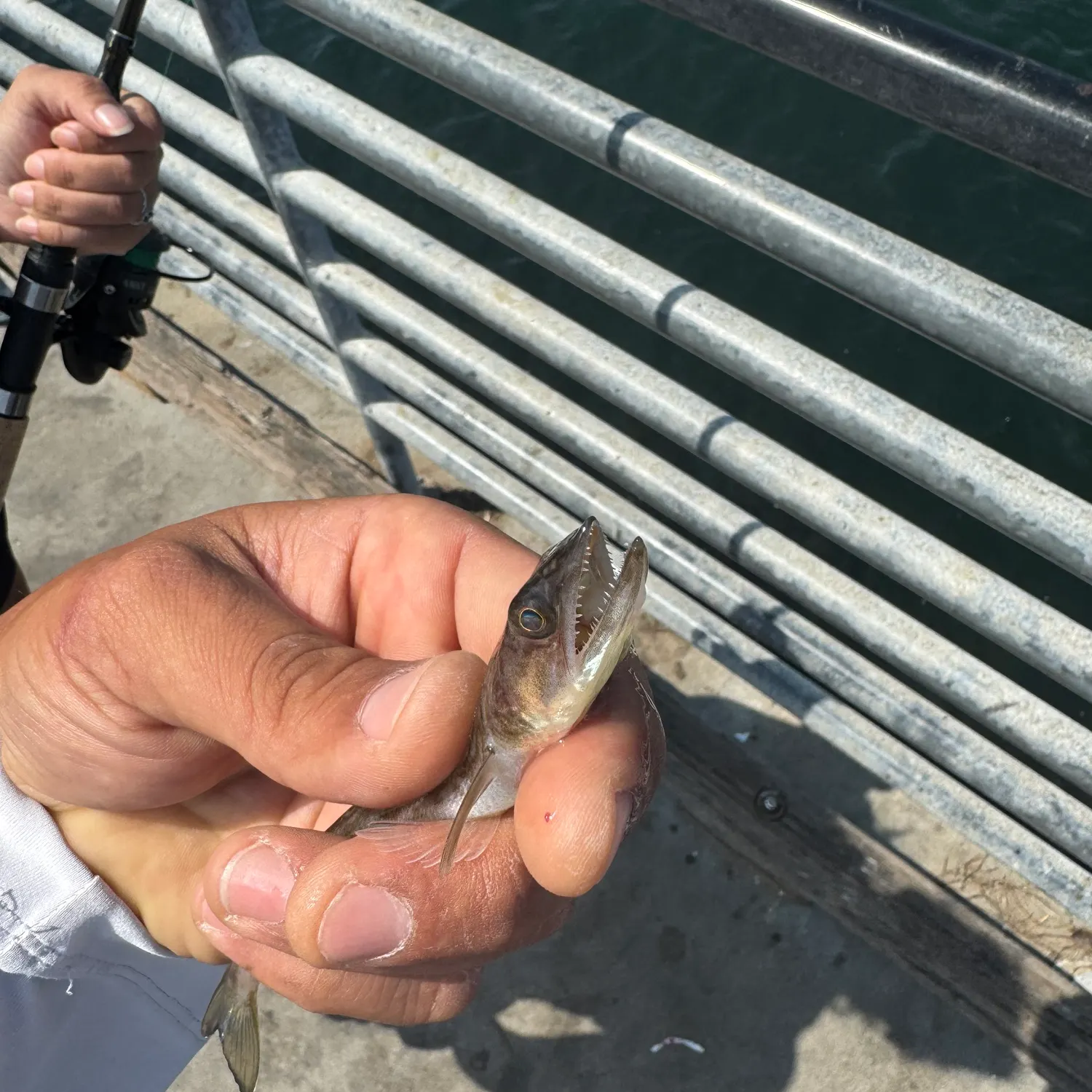 The most recent Inshore lizardfish catches on Fishbrain