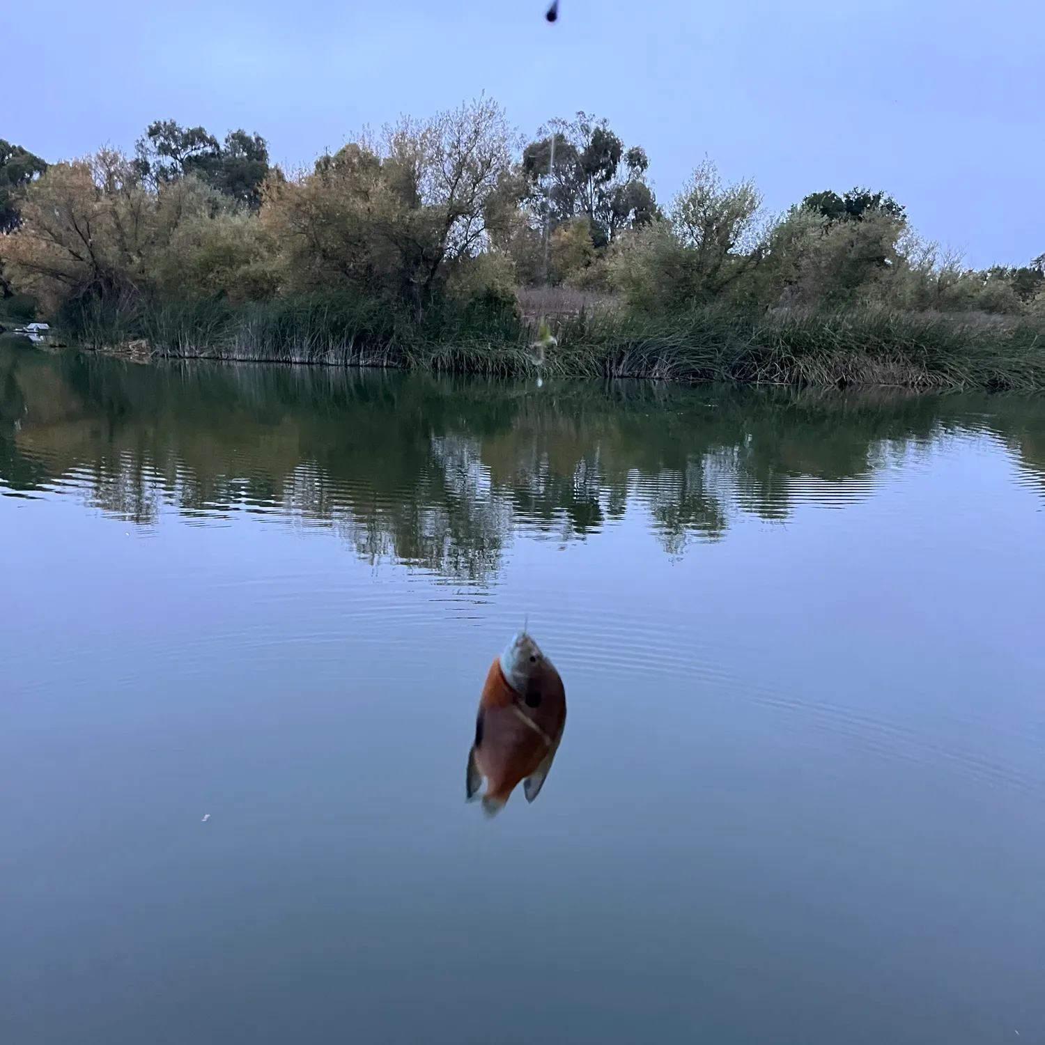Bluegill caught on Fishbrain