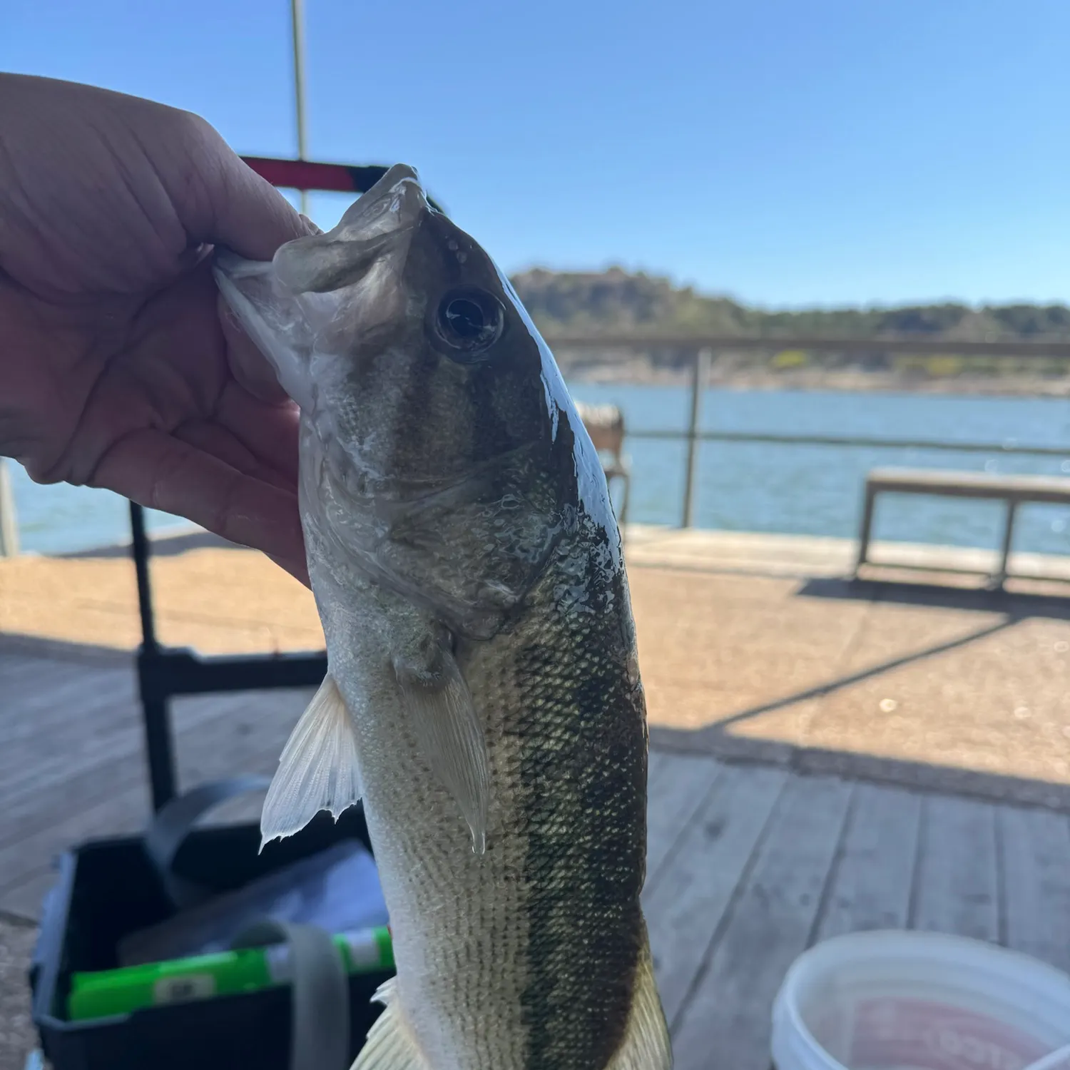 Spotted bass caught on Fishbrain