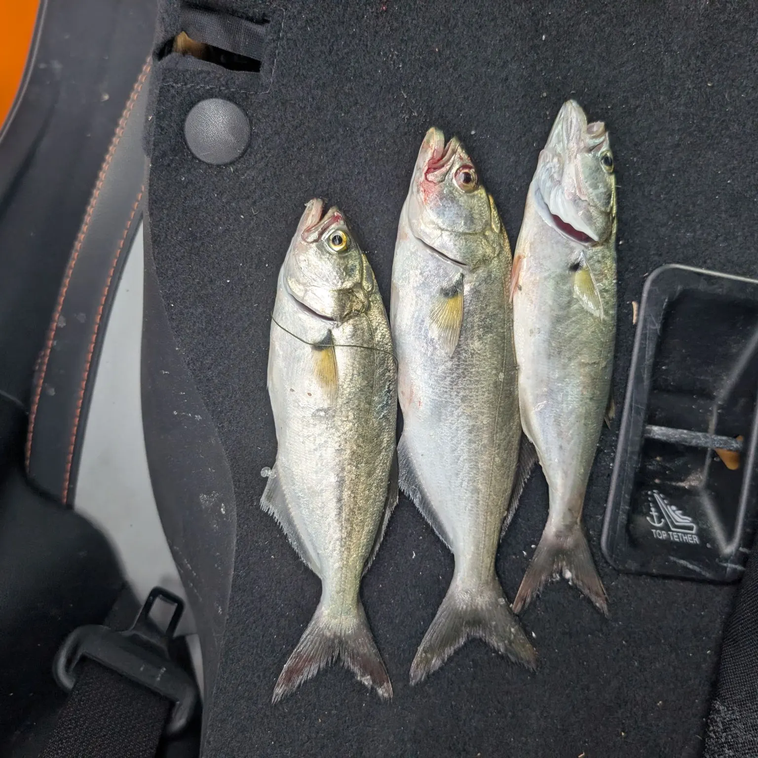 Bluefish caught on Fishbrain