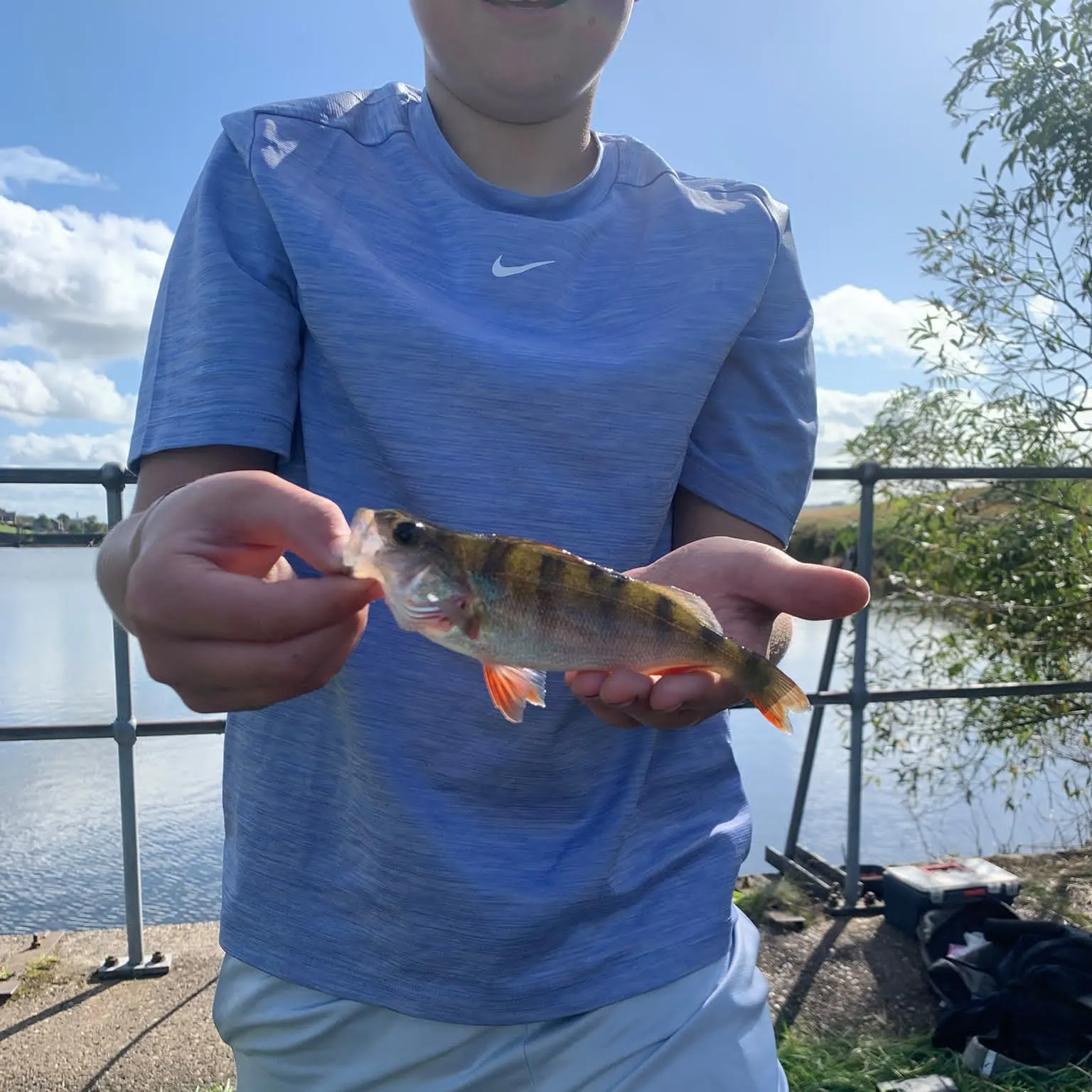 European perch caught on Fishbrain