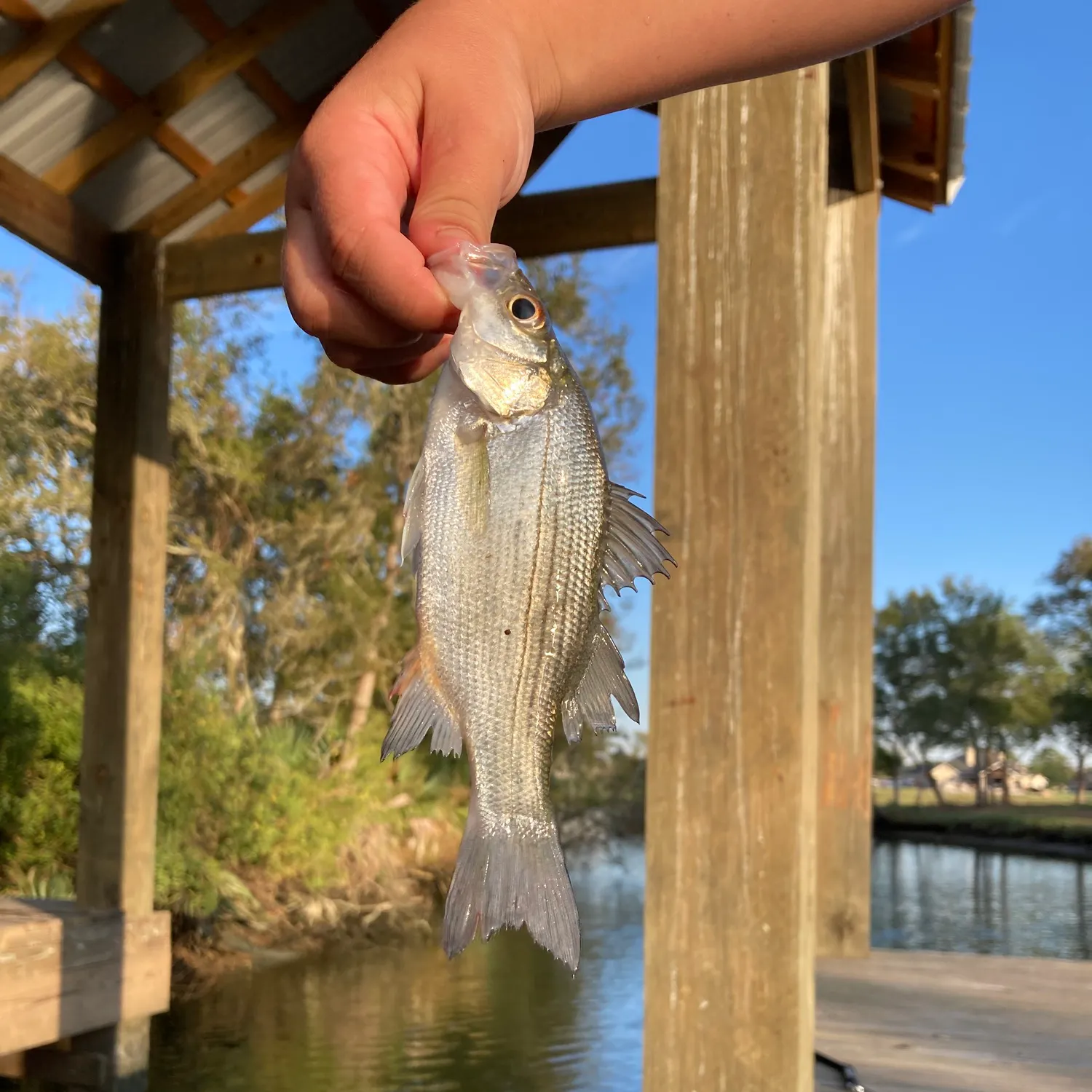 Wiper caught on Fishbrain