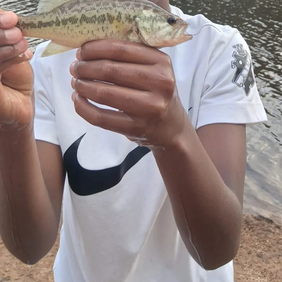 Spotted bass caught on Fishbrain