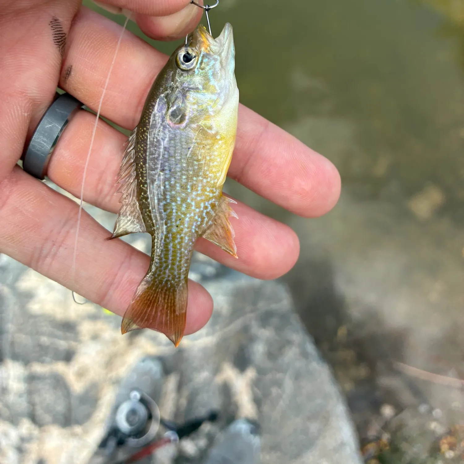 Green sunfish caught on Fishbrain