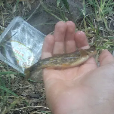 The most recent Longnose dace catches on Fishbrain
