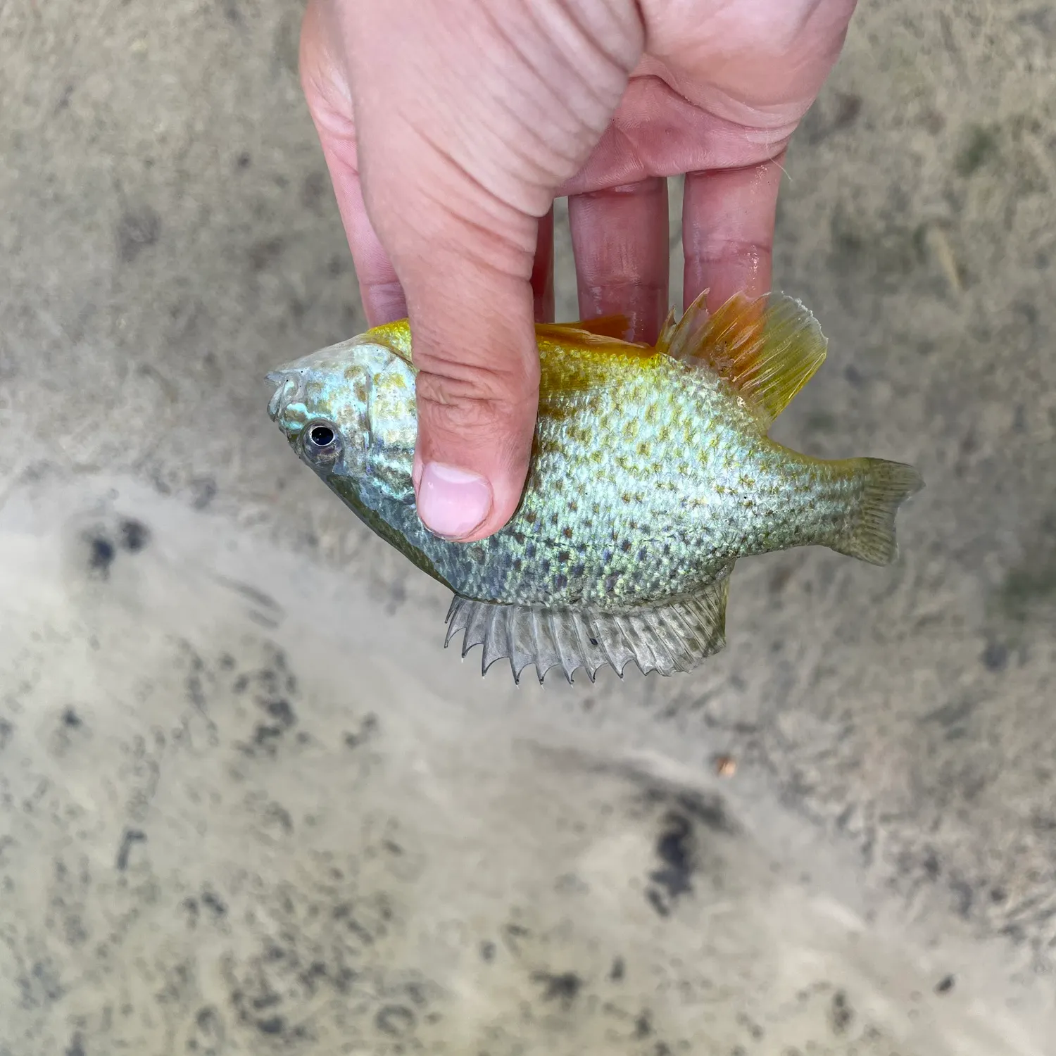 Fish caught on Fishbrain