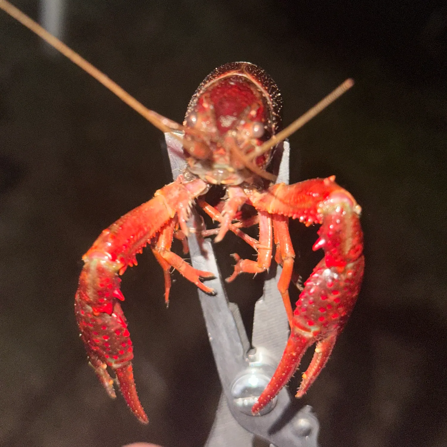 Red swamp crayfish caught on Fishbrain