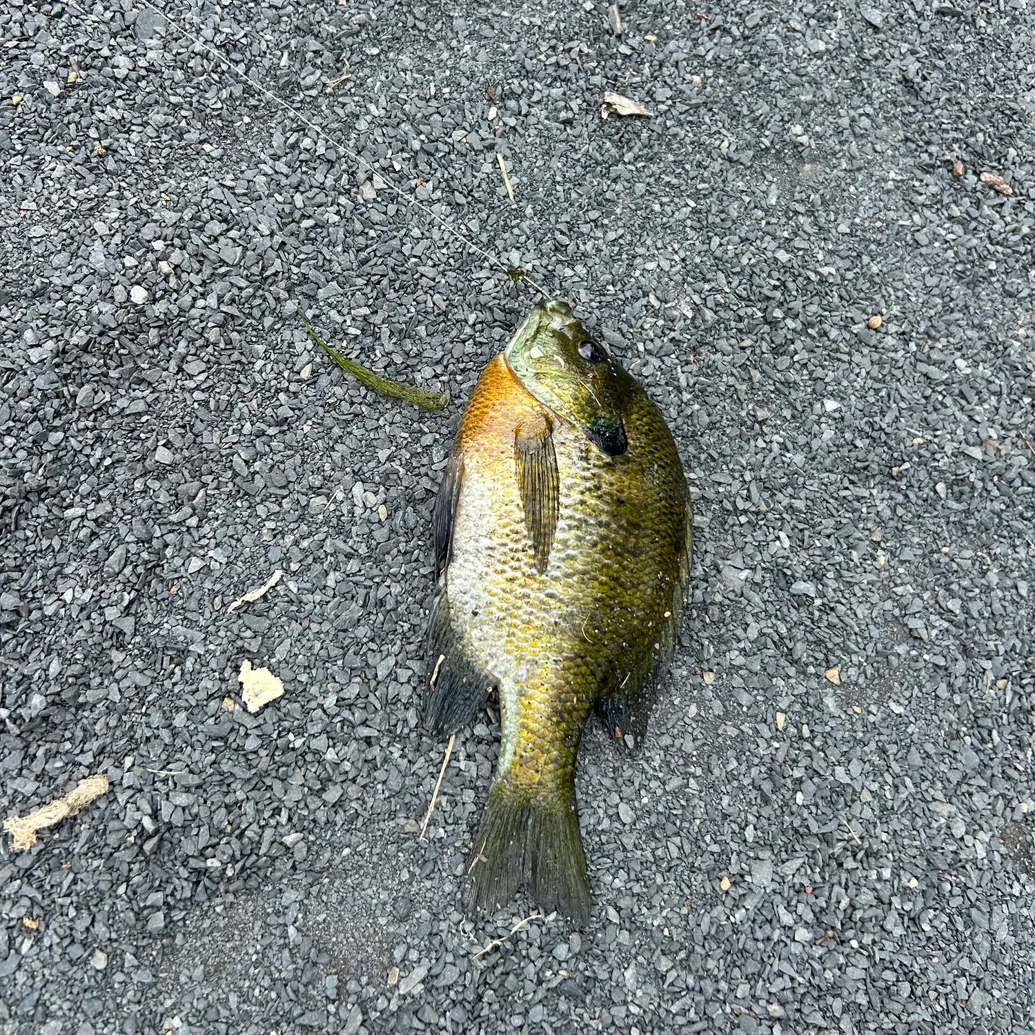 Bluegill caught on Fishbrain