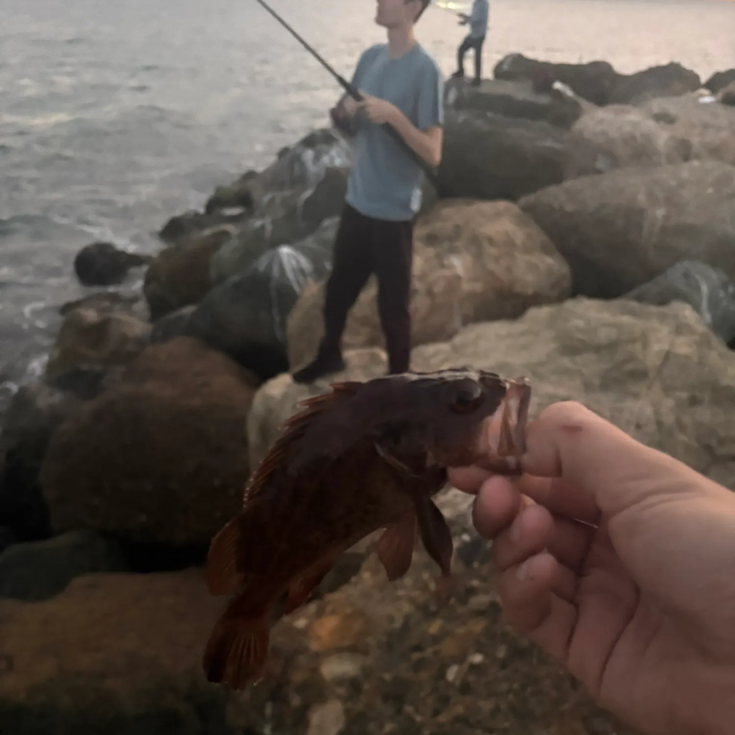 The most recent Brown rockfish catches on Fishbrain