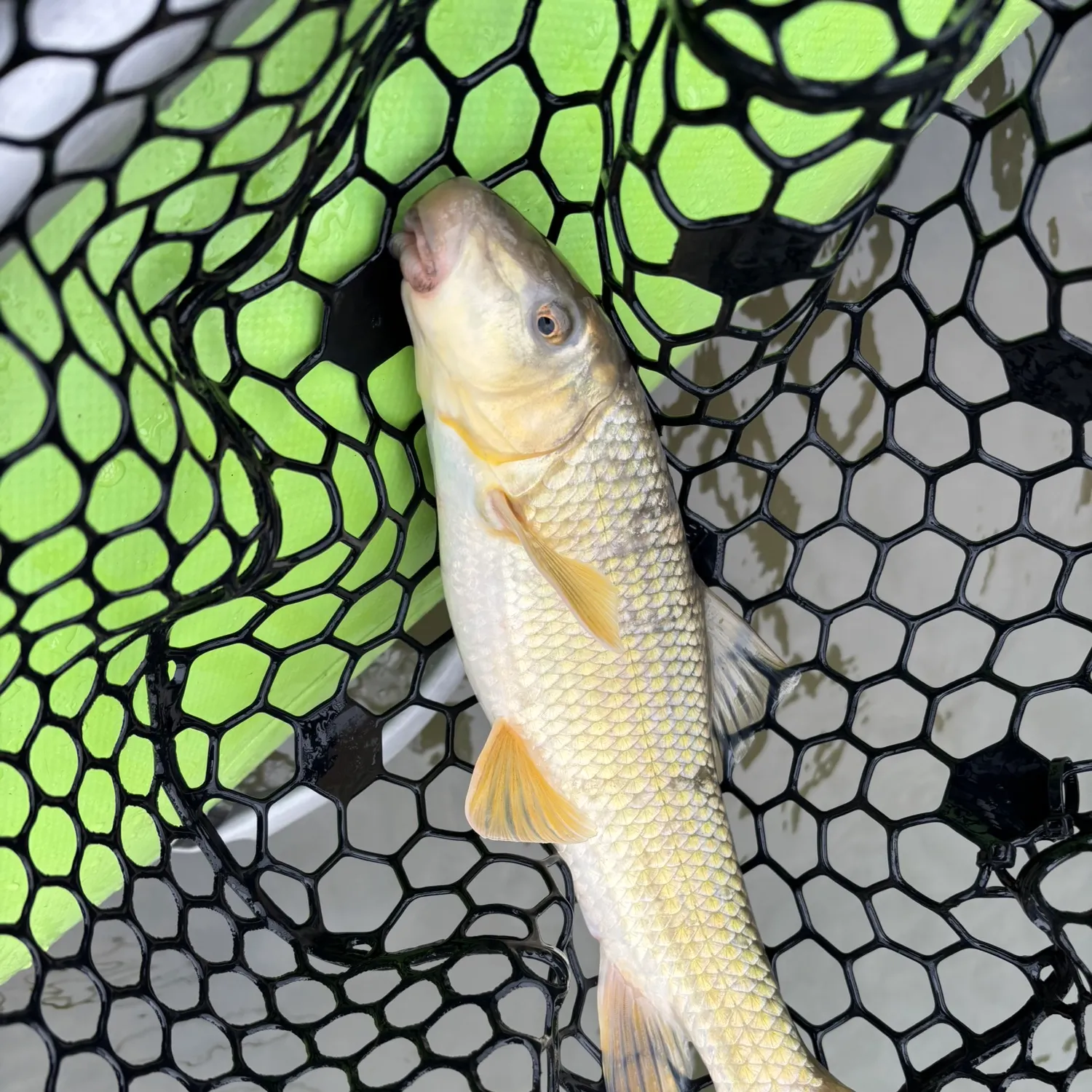 The most recent White sucker catches on Fishbrain