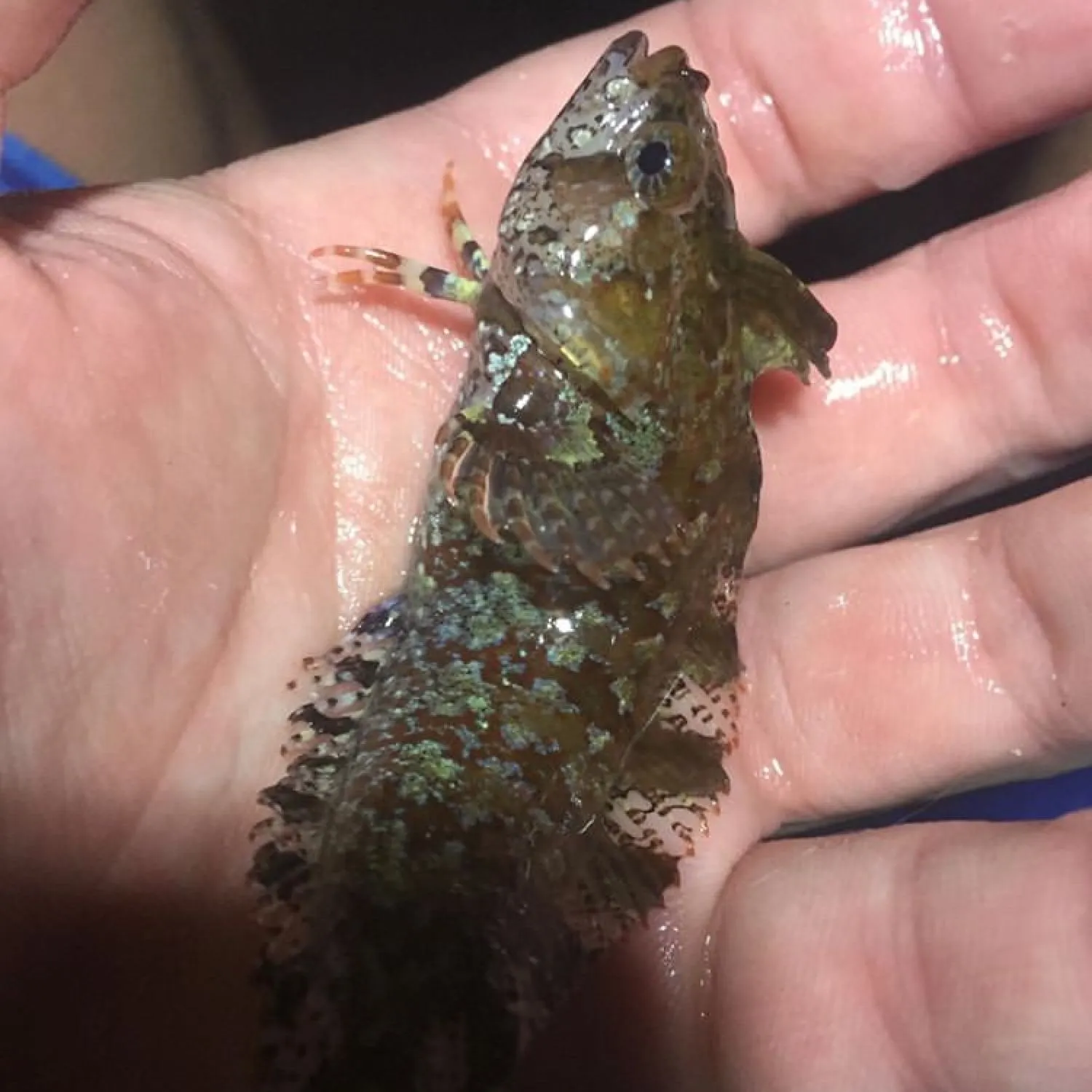 The most recent Common weedfish catches on Fishbrain