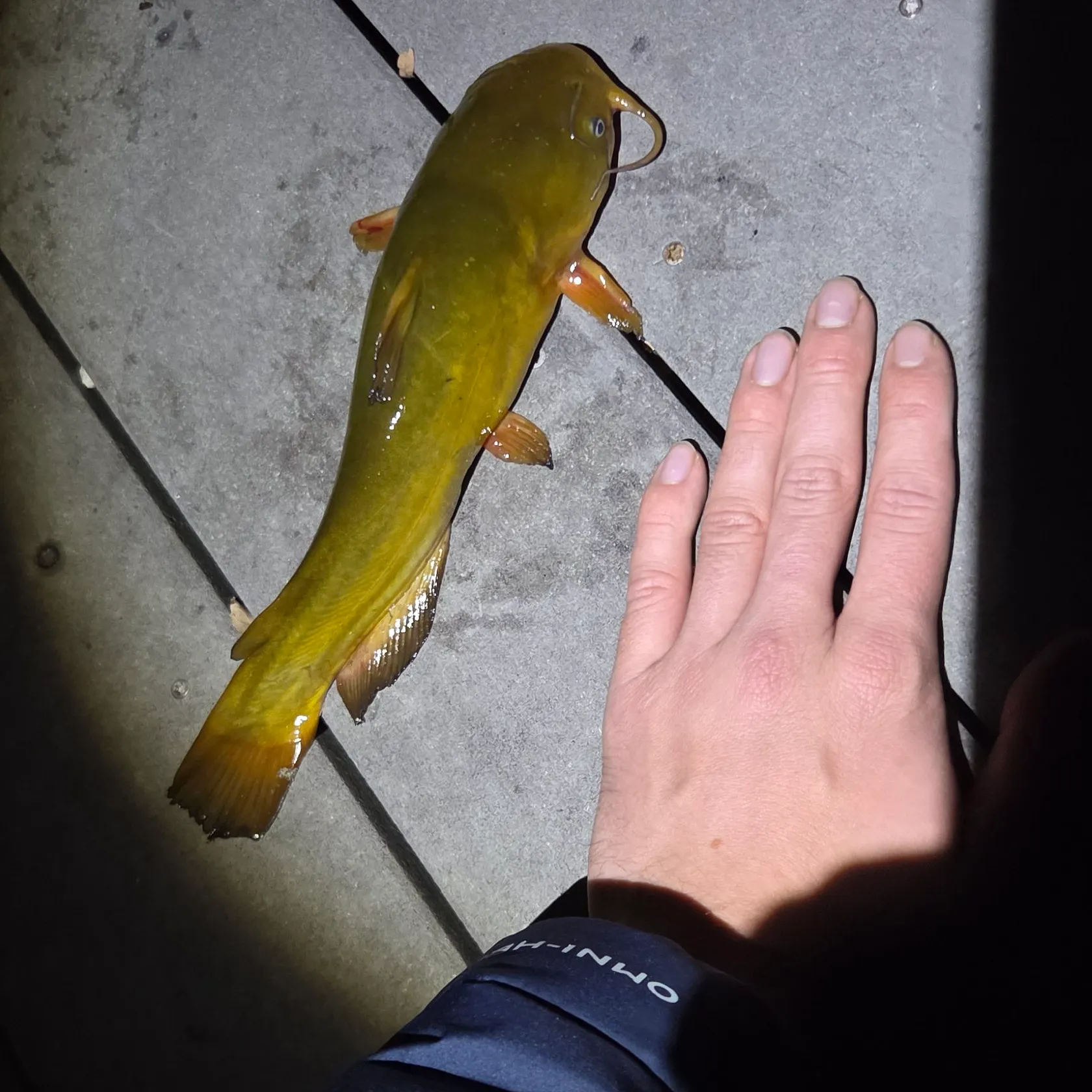 Brown bullhead caught on Fishbrain