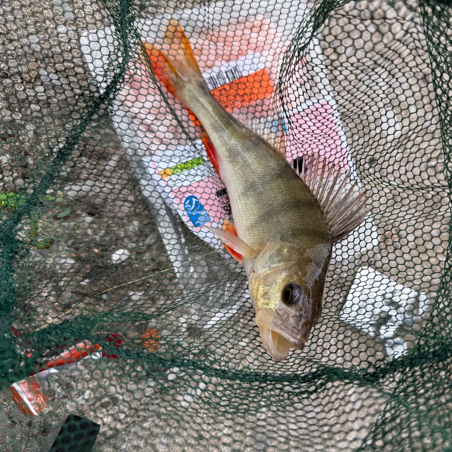 European perch caught on Fishbrain