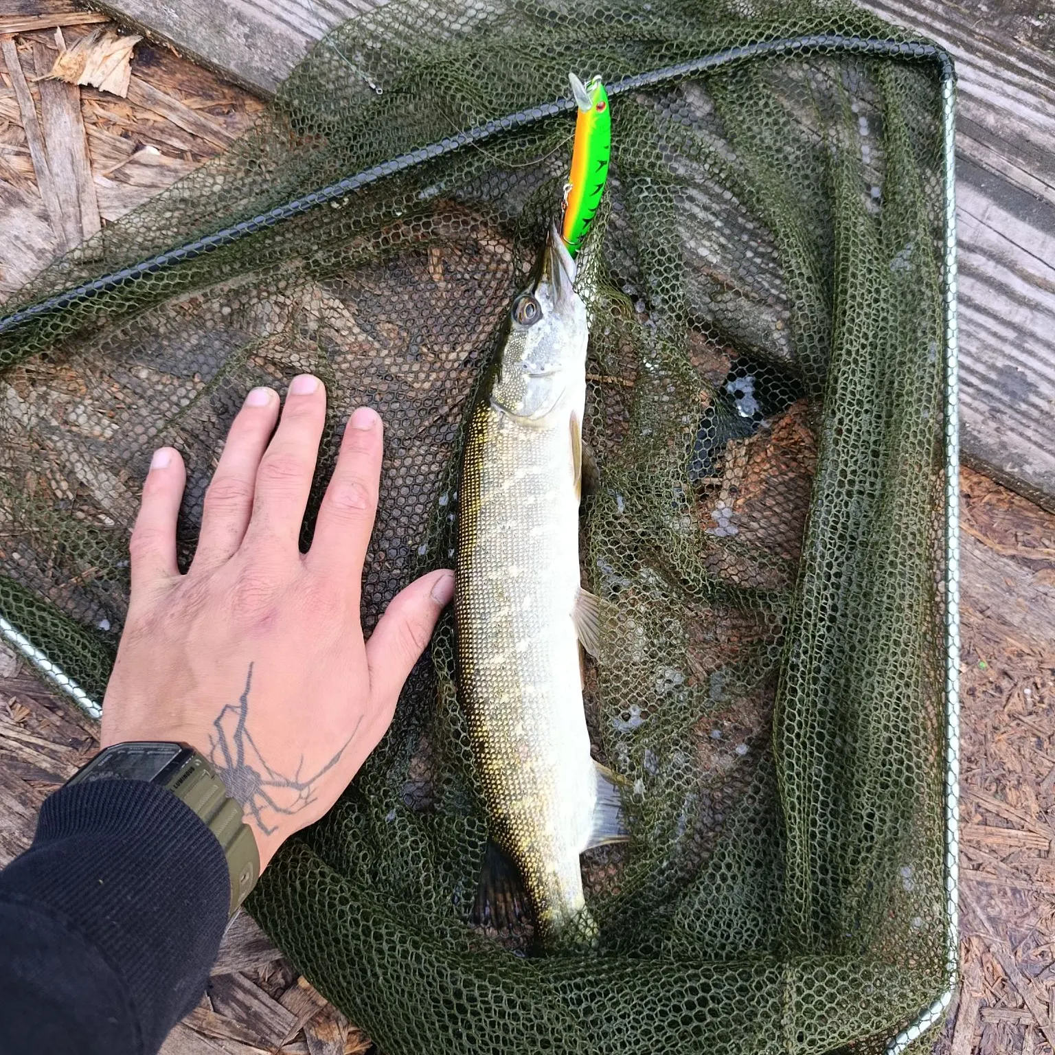 recently logged catches