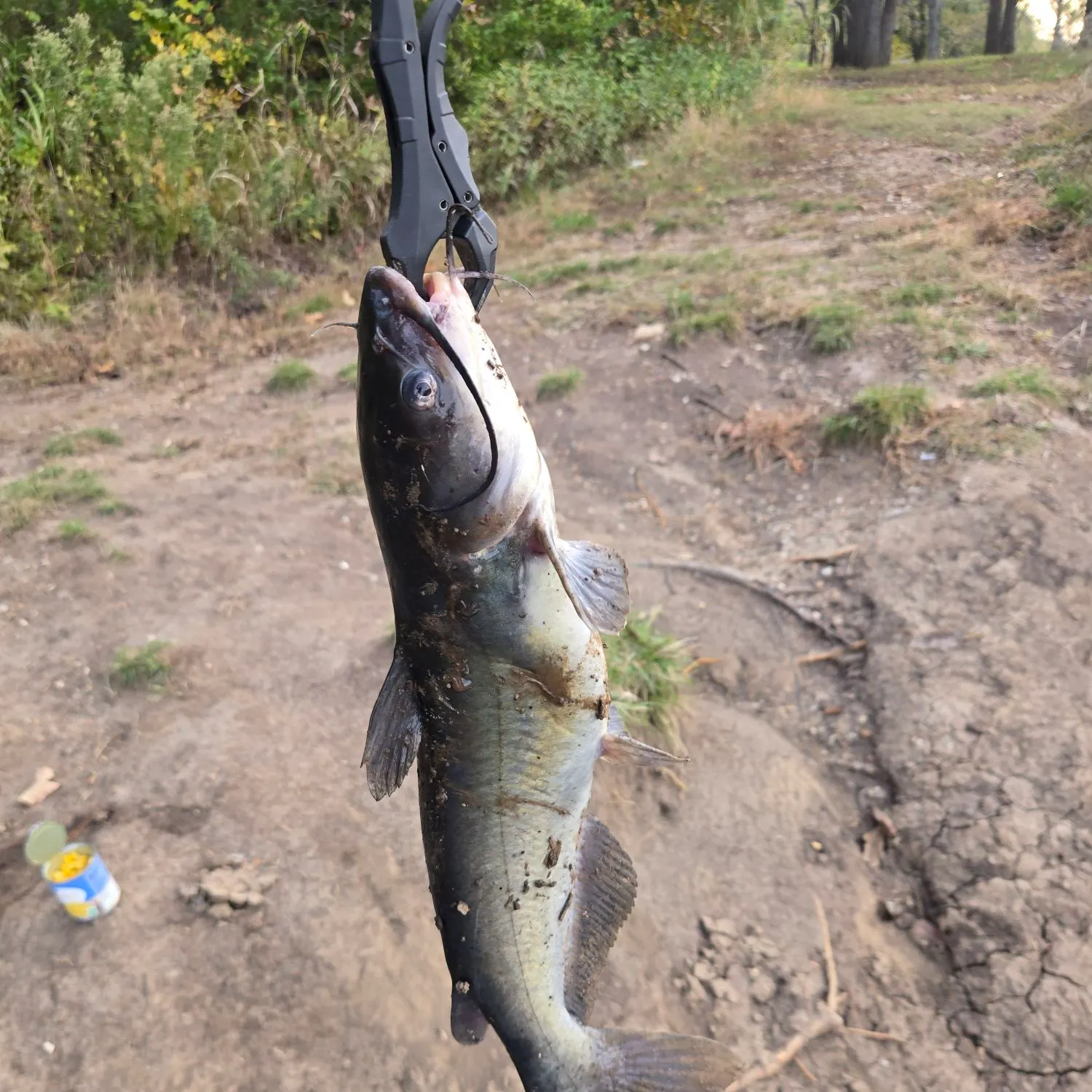 Channel catfish caught on Fishbrain