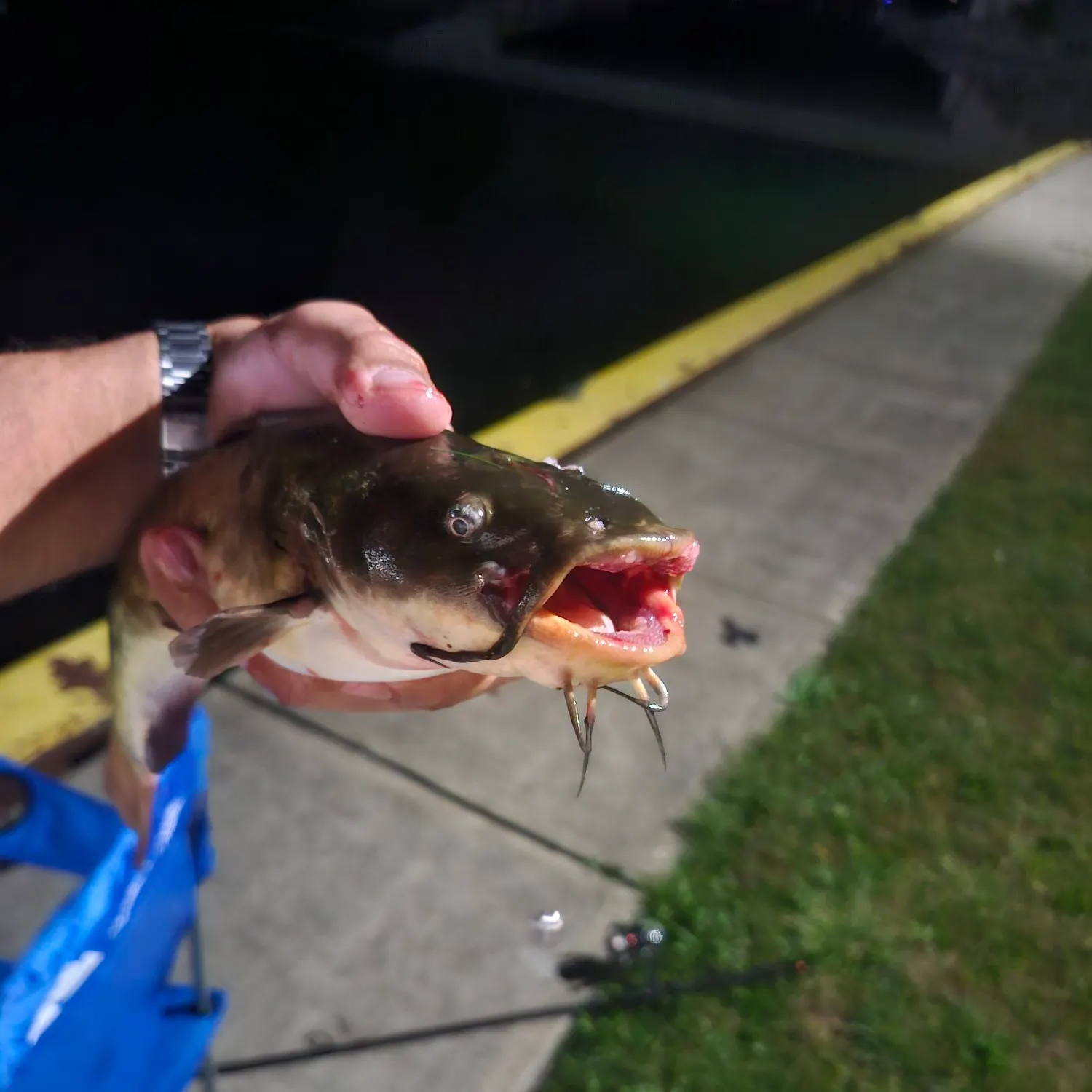 Black bullhead caught on Fishbrain