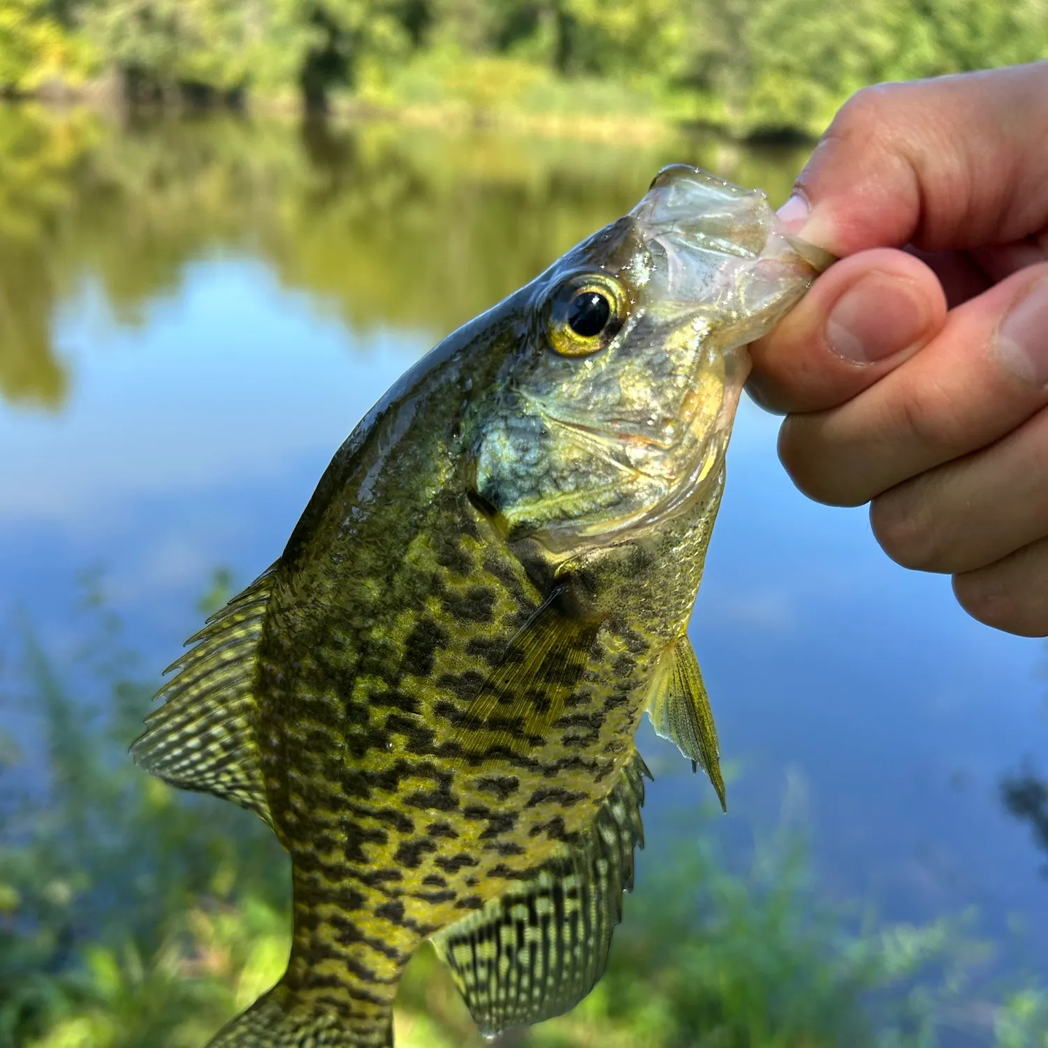 Black crappie caught on Fishbrain