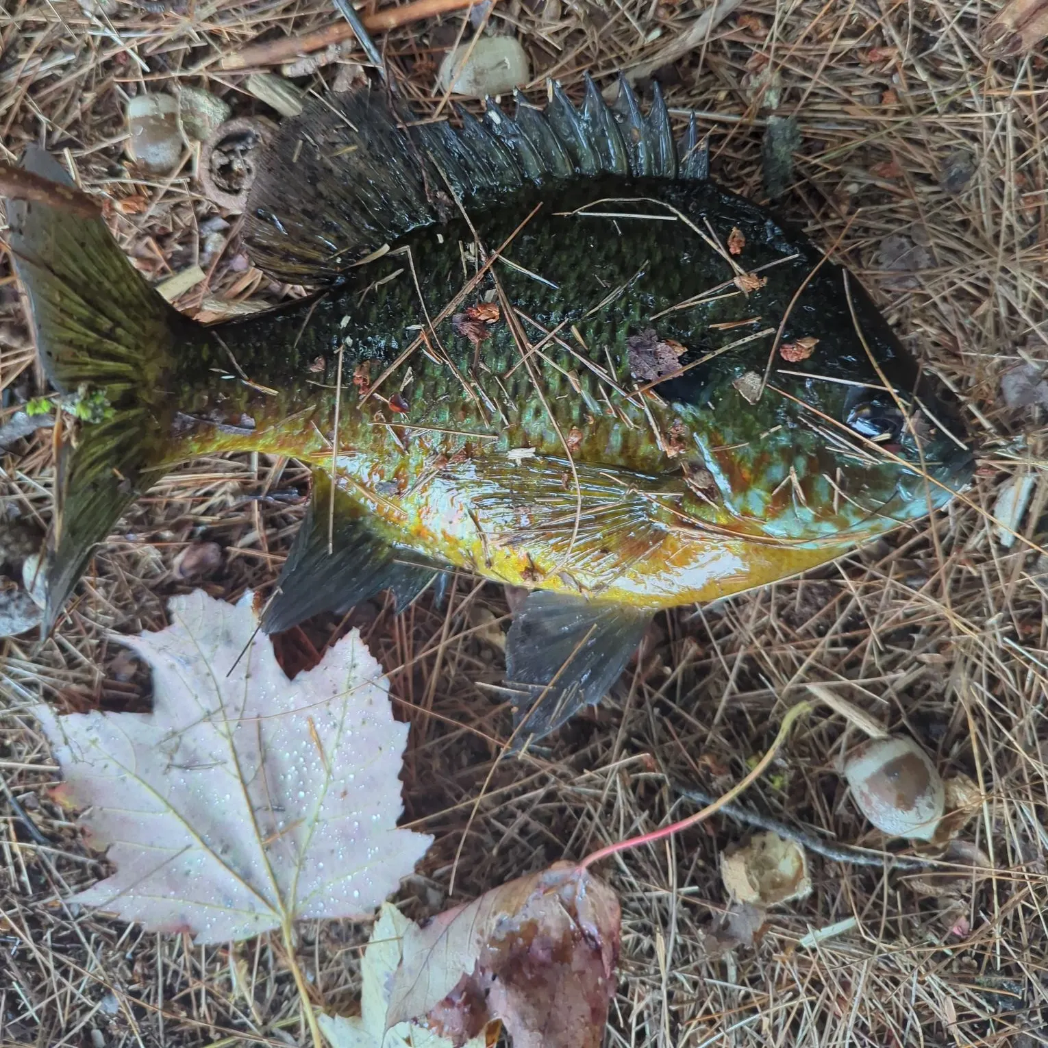 Pumpkinseed caught on Fishbrain