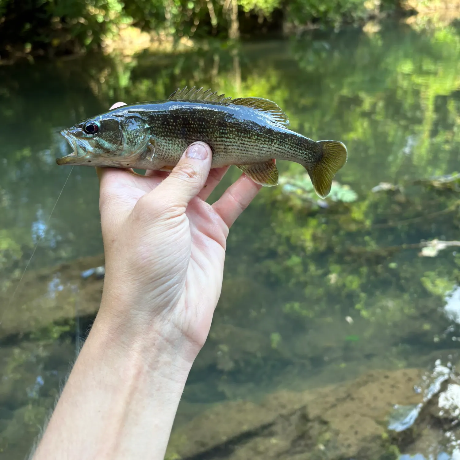 The most recent Warrior bass catches on Fishbrain