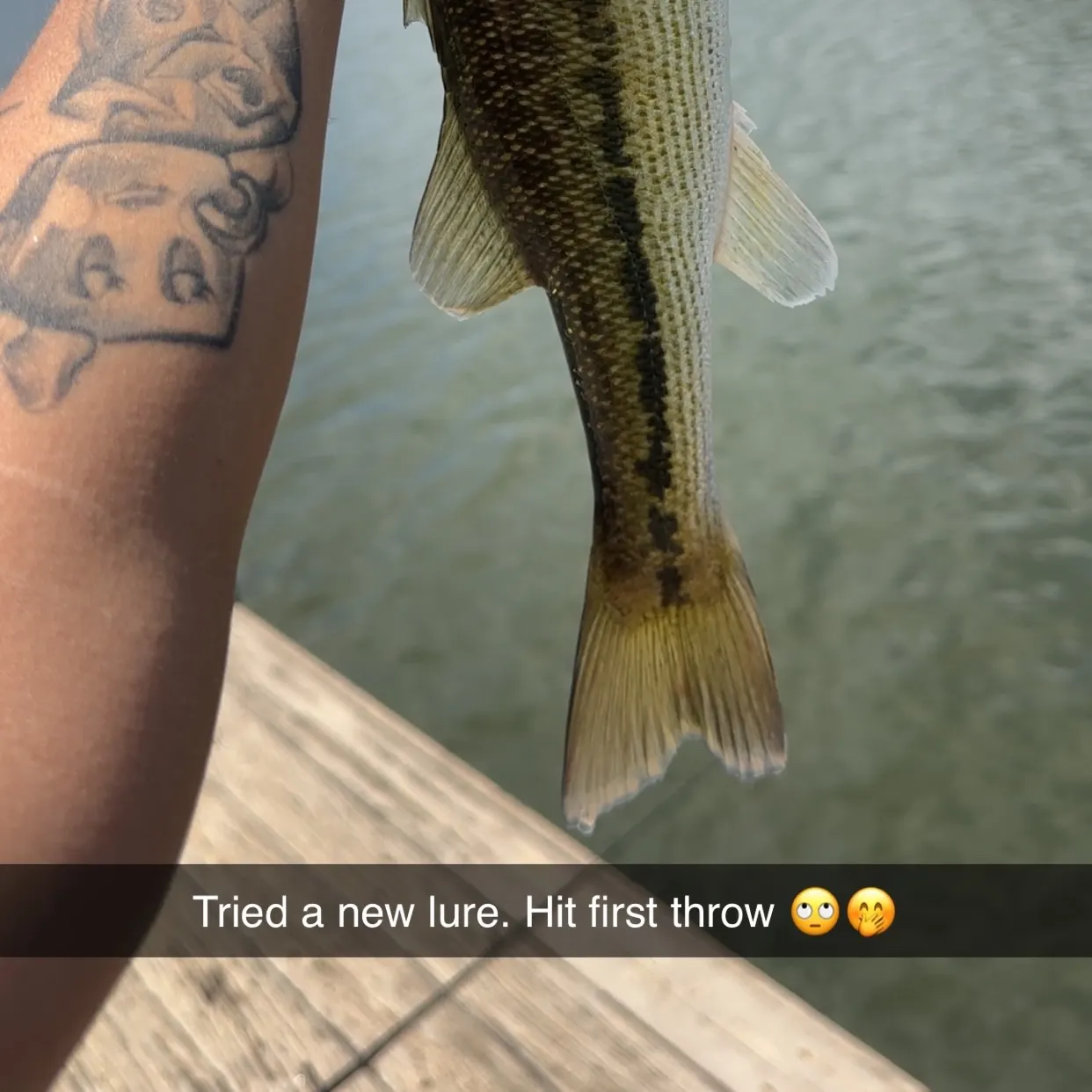 The most recent Spotted bass catches on Fishbrain