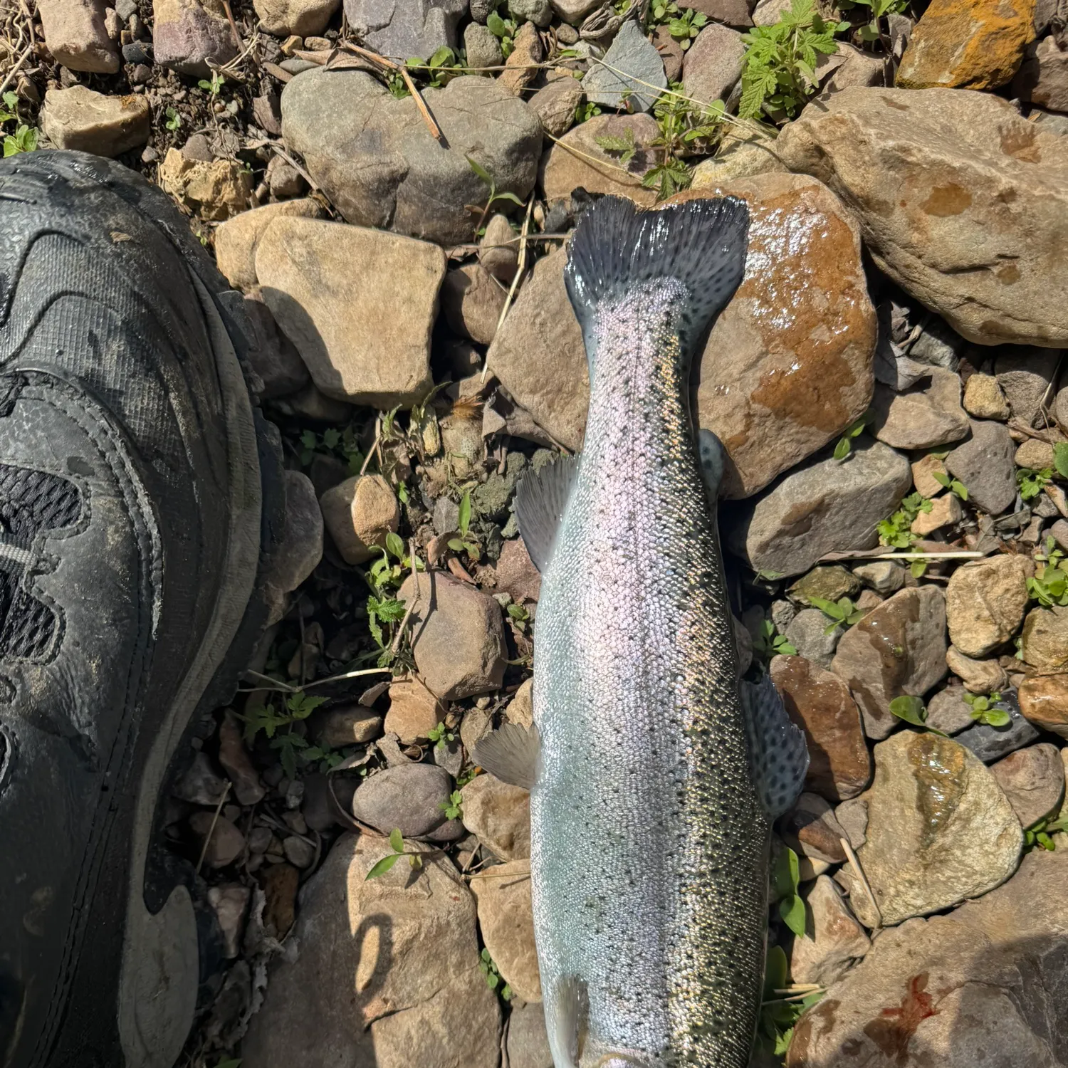 Rainbow trout caught on Fishbrain