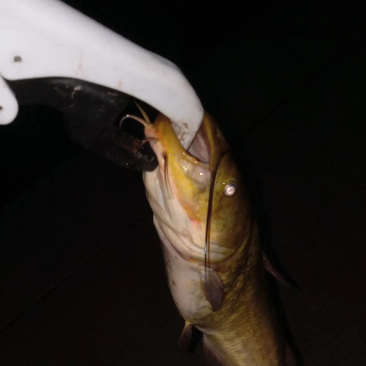 Yellow bullhead caught on Fishbrain