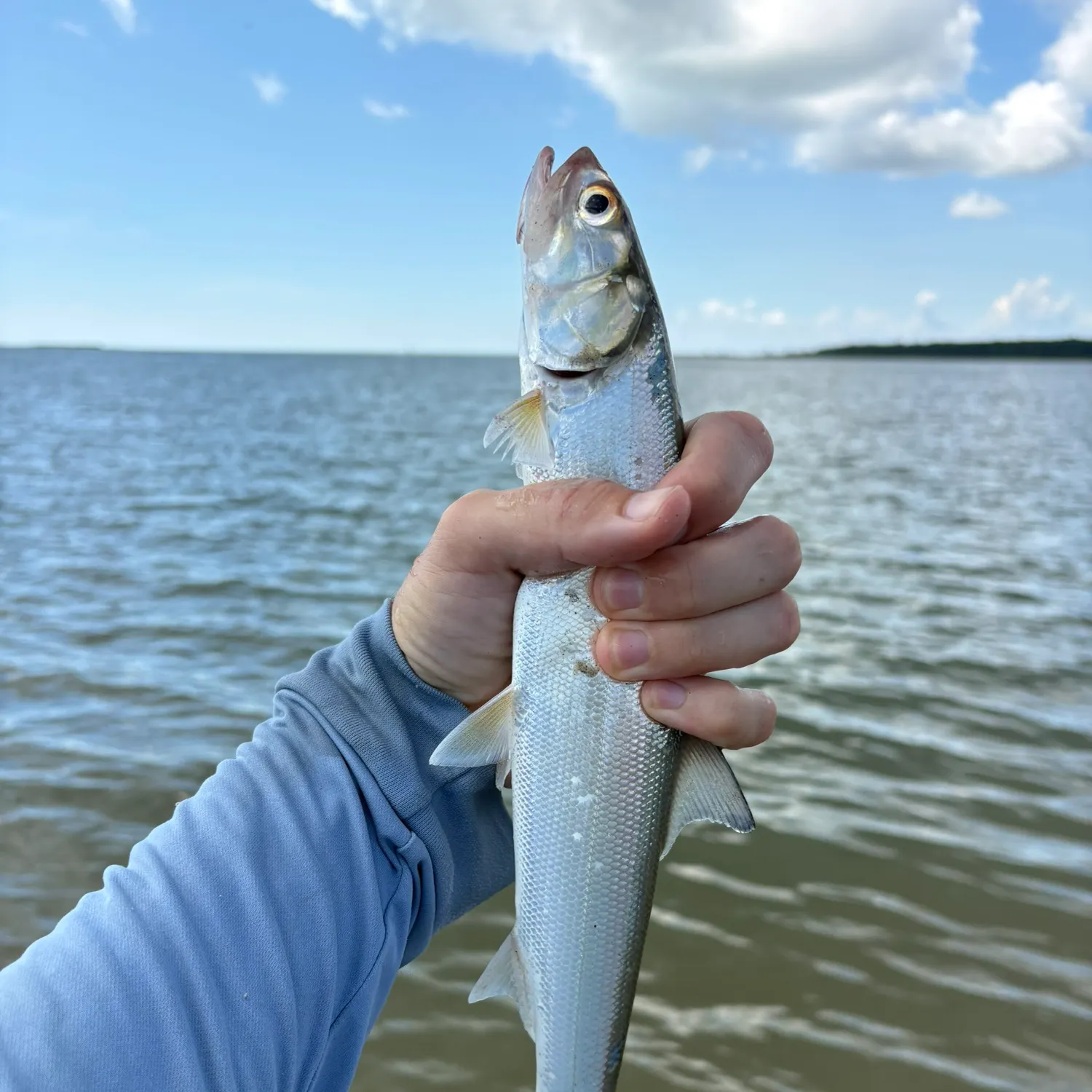 Ladyfish caught on Fishbrain