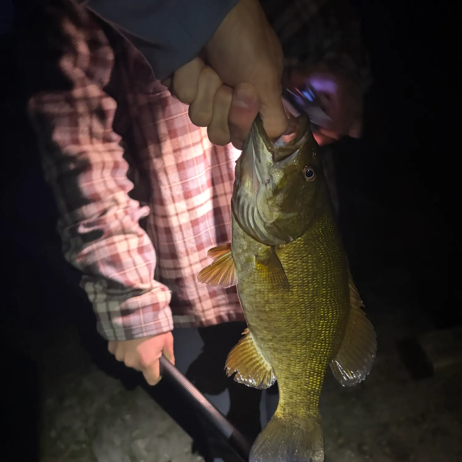 Smallmouth bass caught on Fishbrain