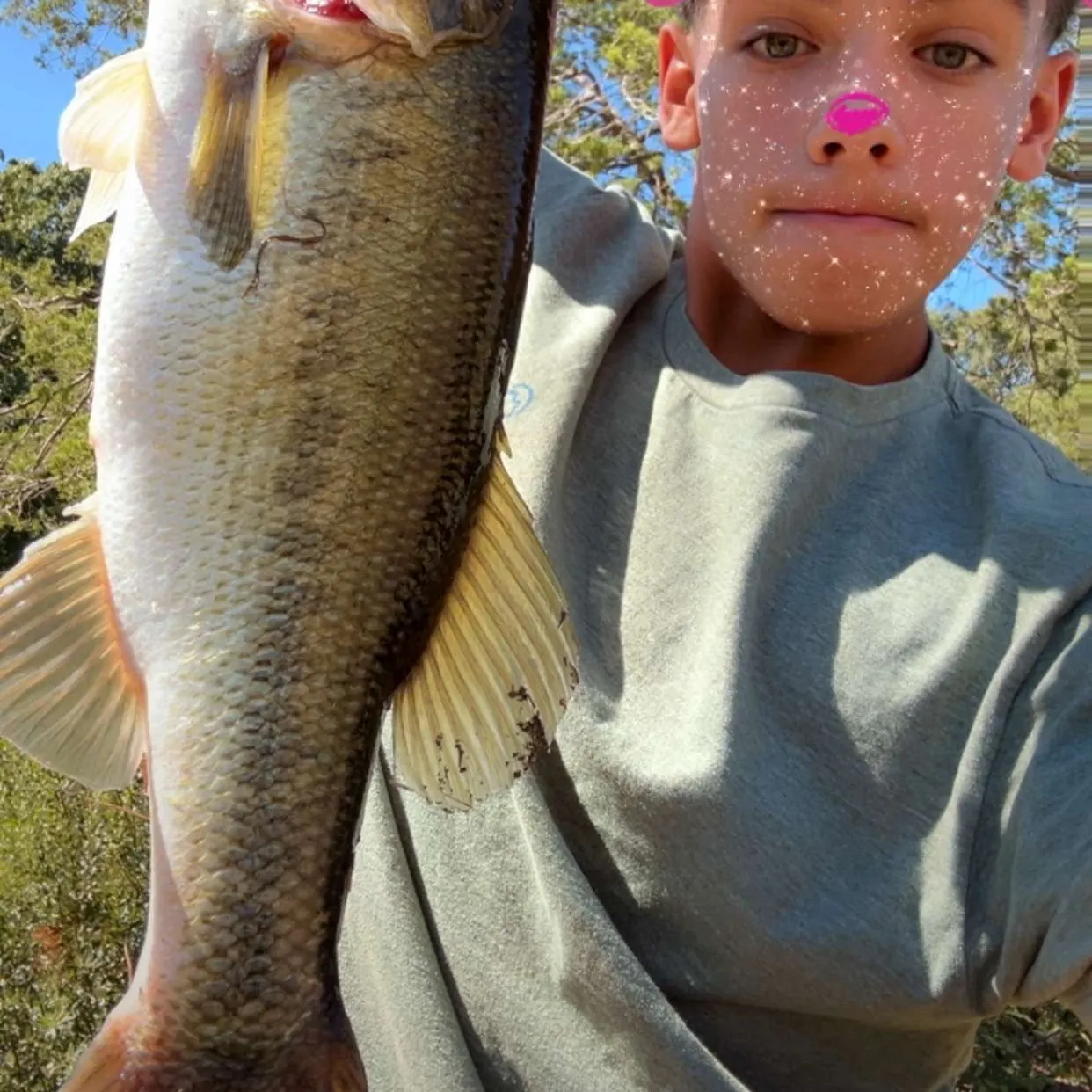 Largemouth bass caught on Fishbrain
