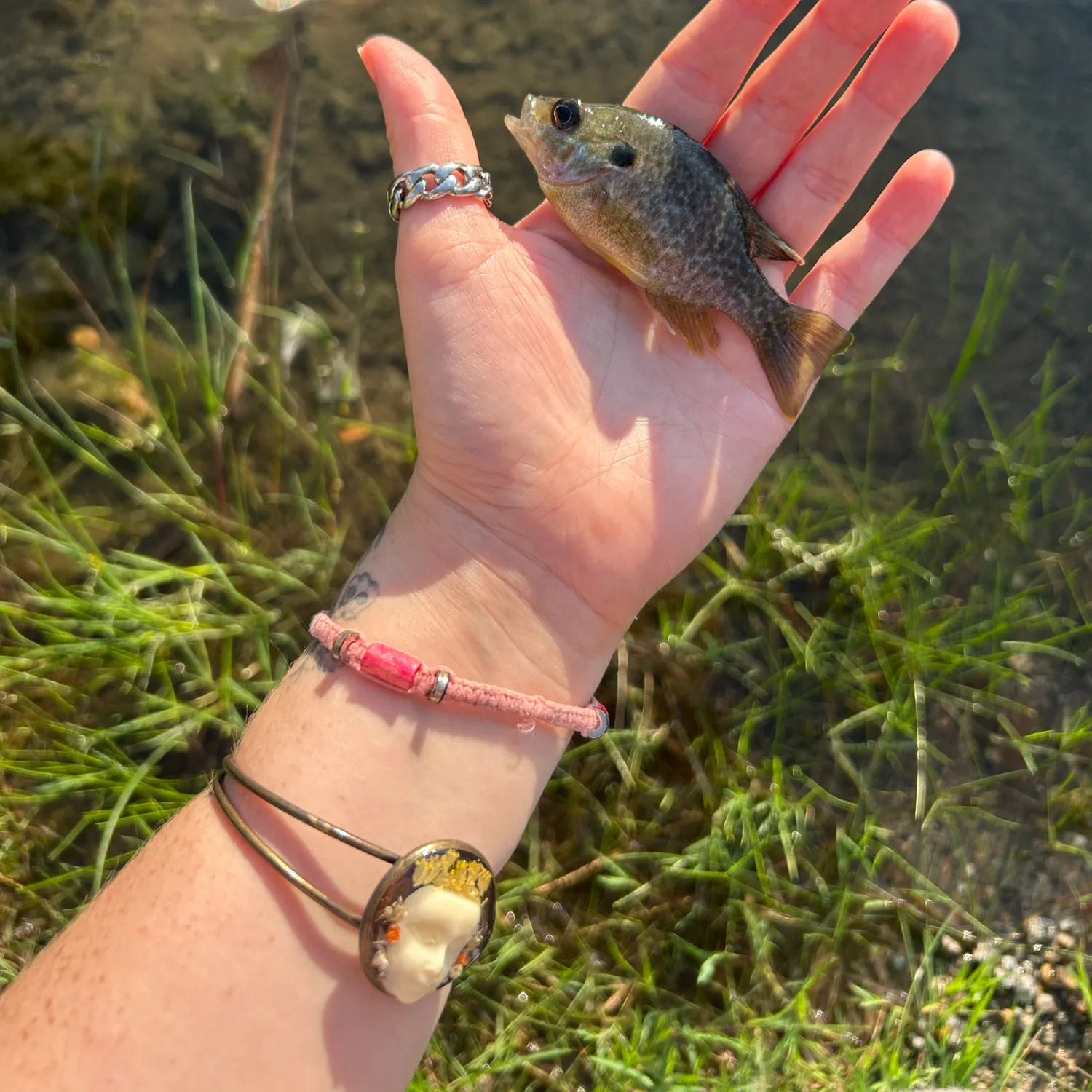 Greengill hybrid caught on Fishbrain