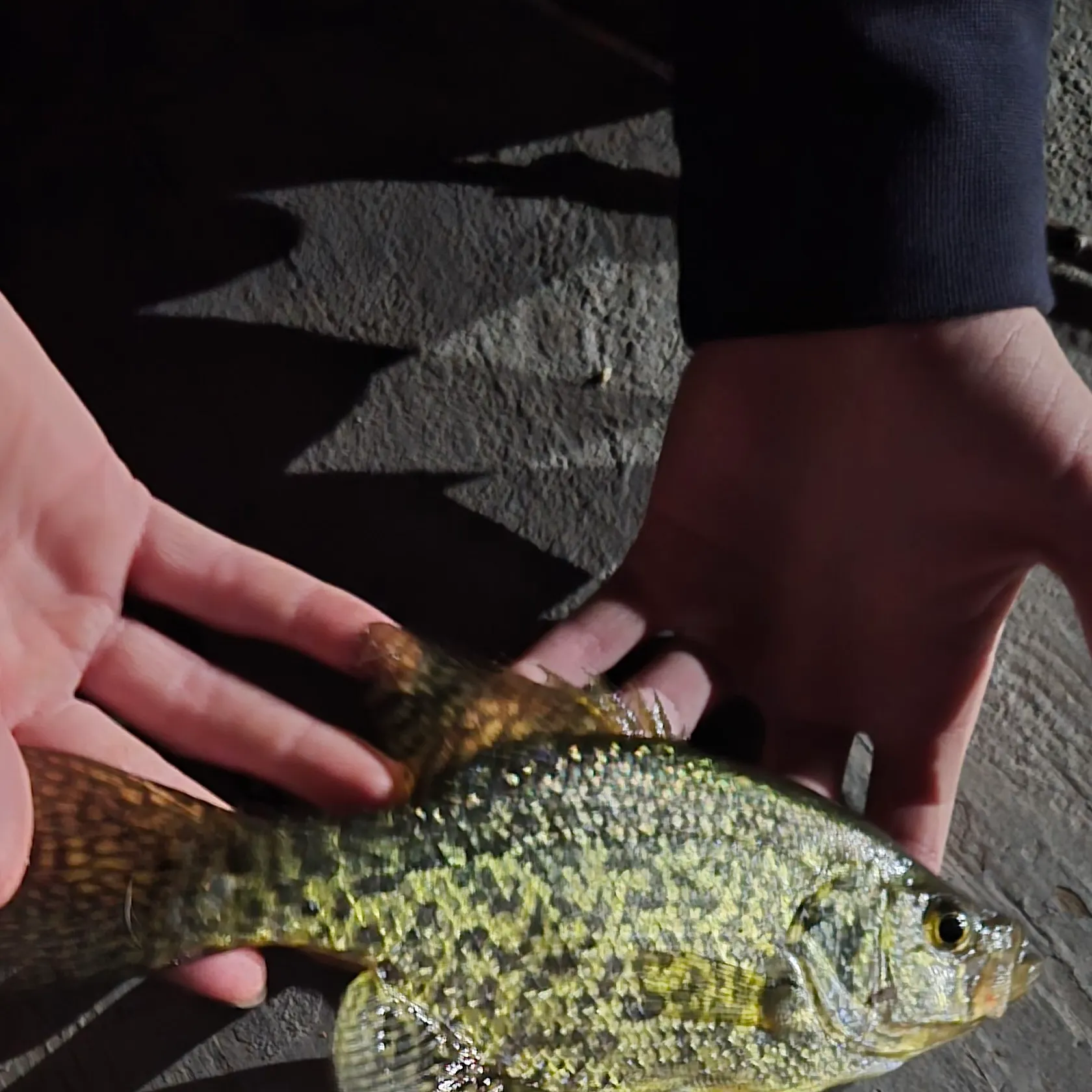Black crappie caught on Fishbrain