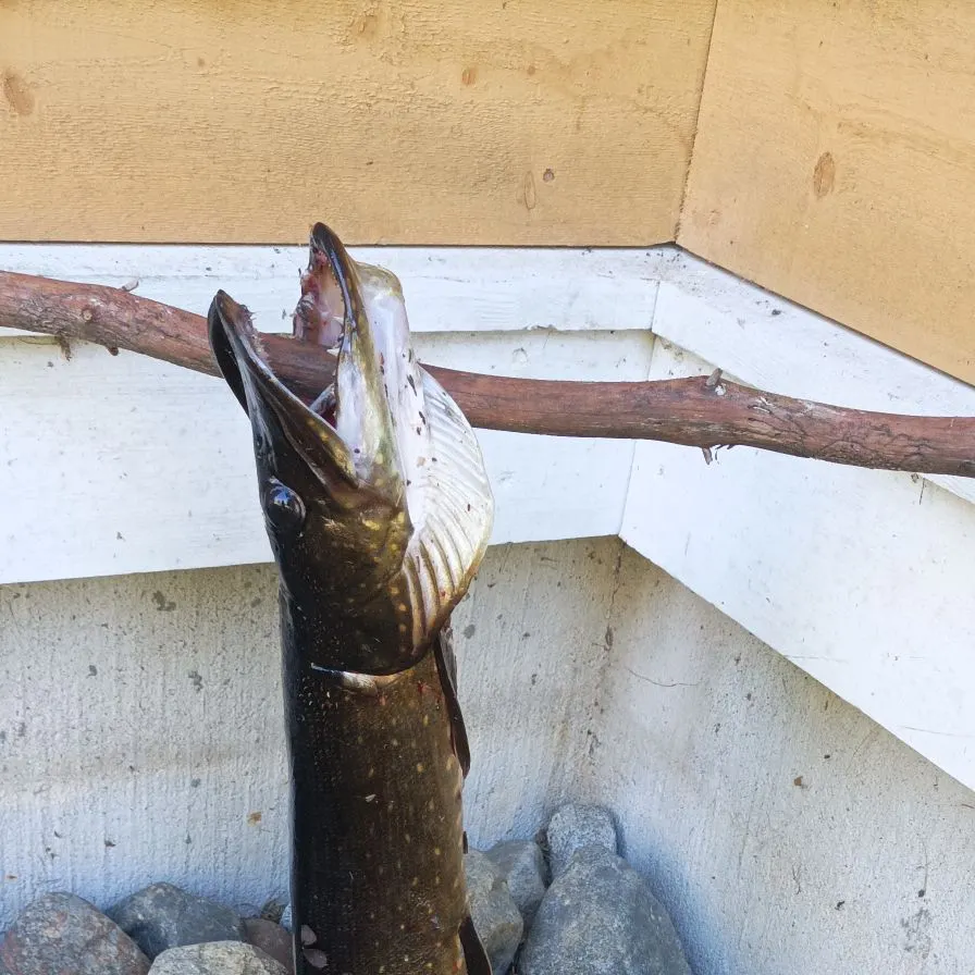Northern pike caught on Fishbrain
