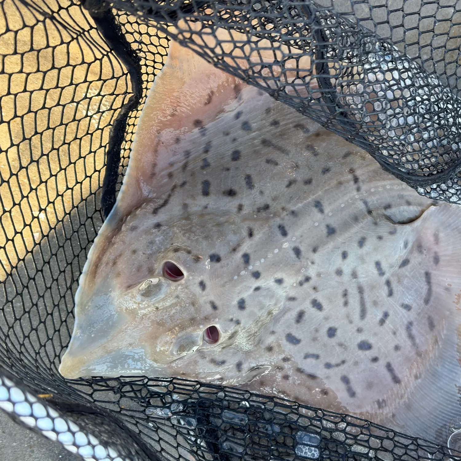 The most recent Blue skate catches on Fishbrain