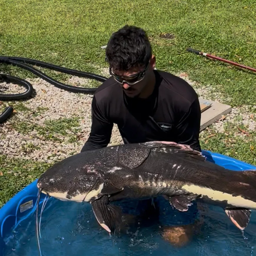 The most recent Redtail catfish catches on Fishbrain
